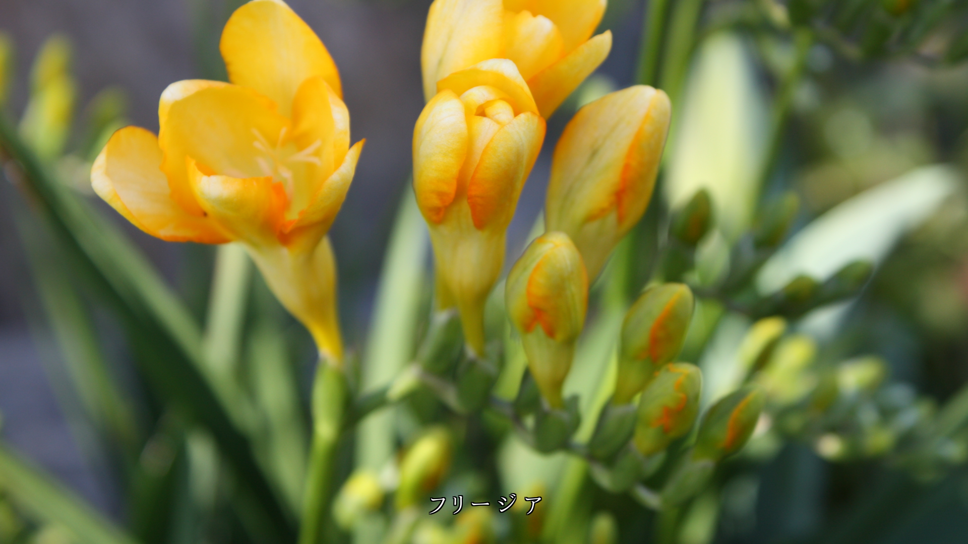 ほら見てごらん 花が咲き始める いや咲いたよと 蕾たちは告げる