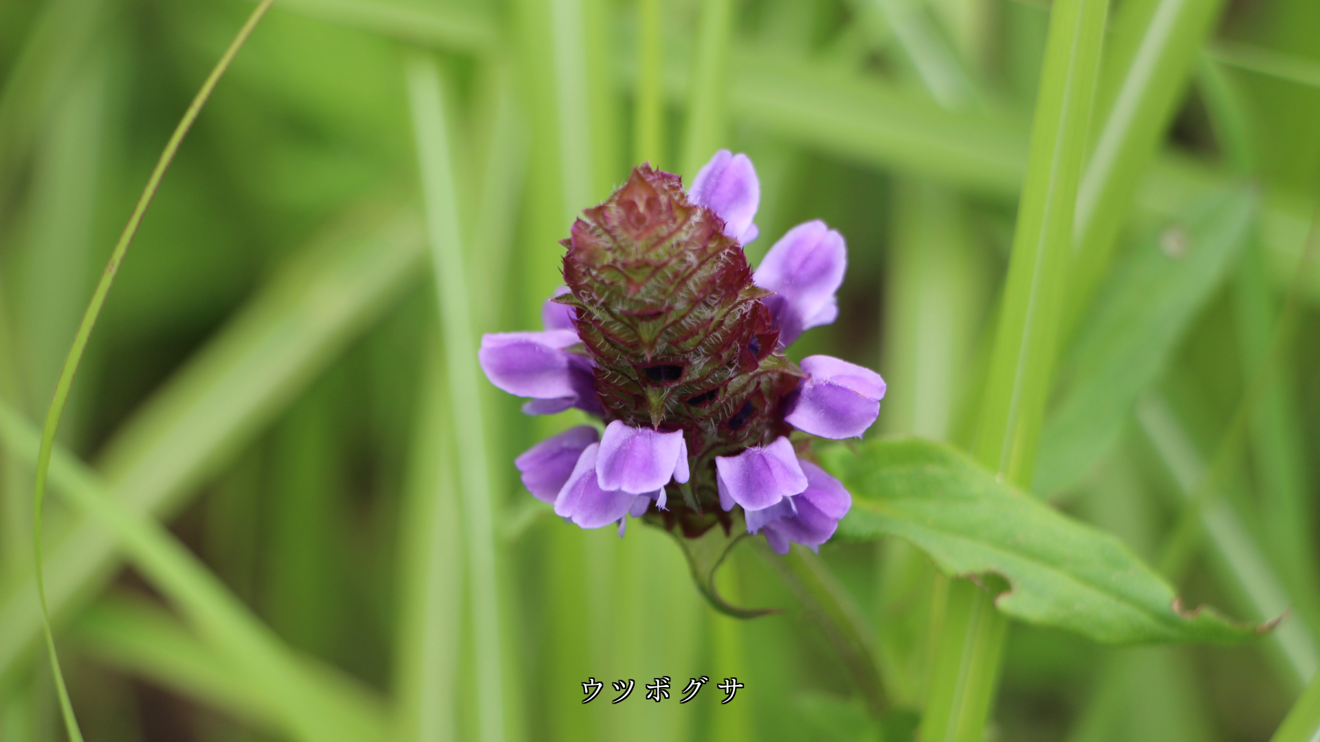ほら見てごらん 花が咲き始める いや咲いたよと 蕾たちは告げる