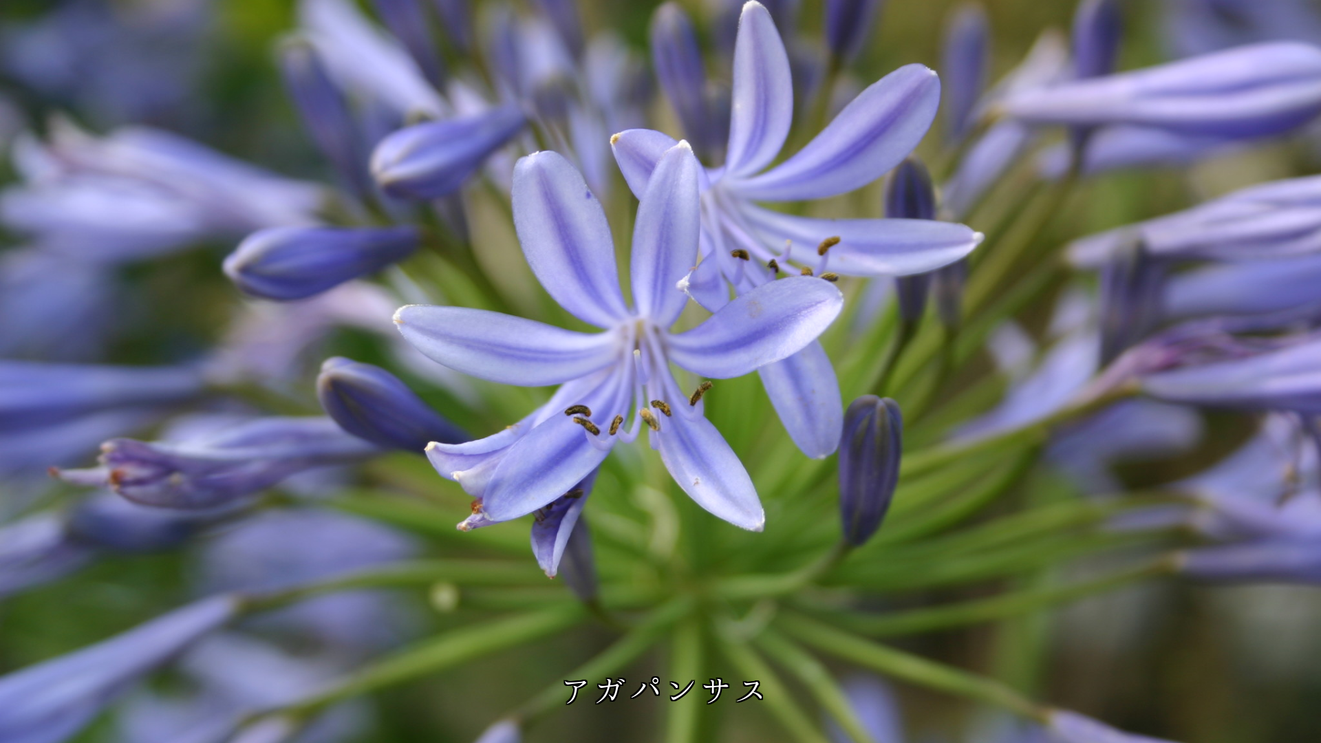 ほら見てごらん 花が咲き始める いや咲いたよと 蕾たちは告げる