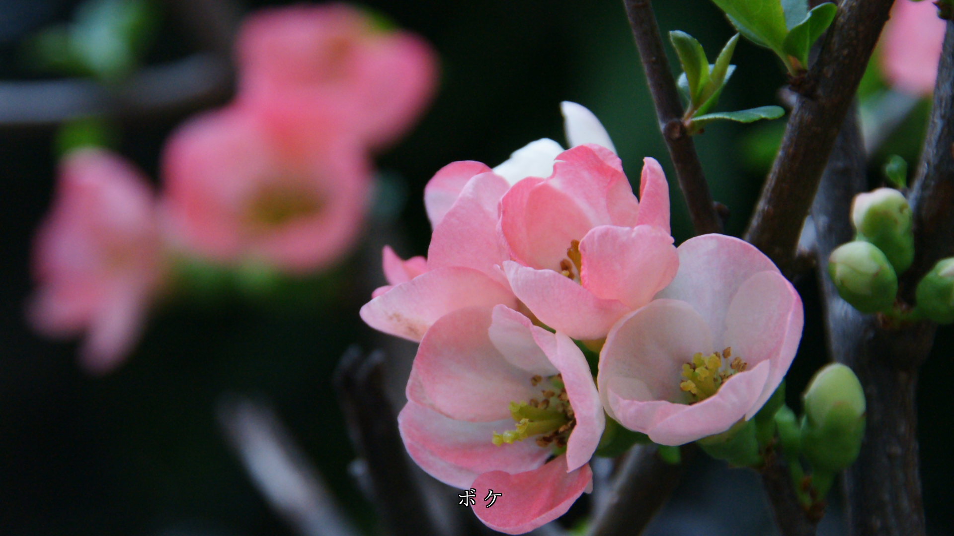 ほら見てごらん 花が咲き始める いや咲いたよと 蕾たちは告げる