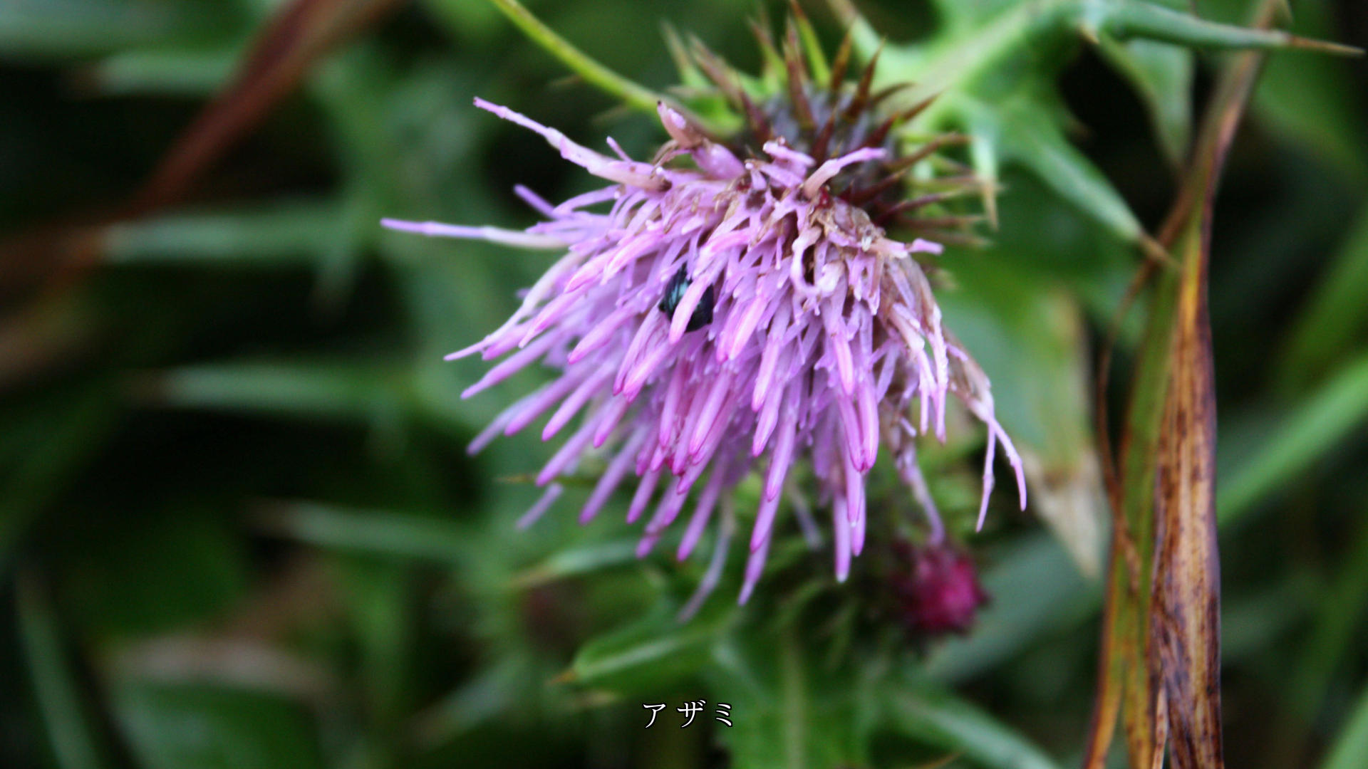 ��ũ��Ǩ�줿��Ȣ���ι⸶�β֤��������Ĥ��������餫�����䤫�ˤʤ�