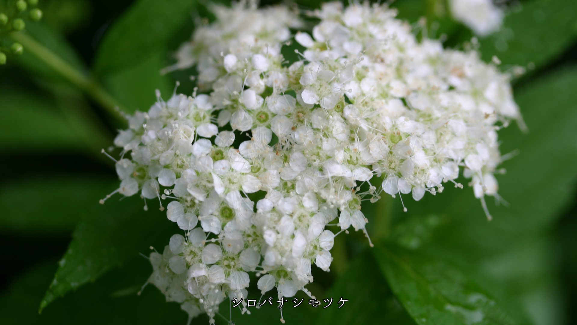 ��ũ��Ǩ�줿��Ȣ���ι⸶�β֤��������Ĥ��������餫�����䤫�ˤʤ�