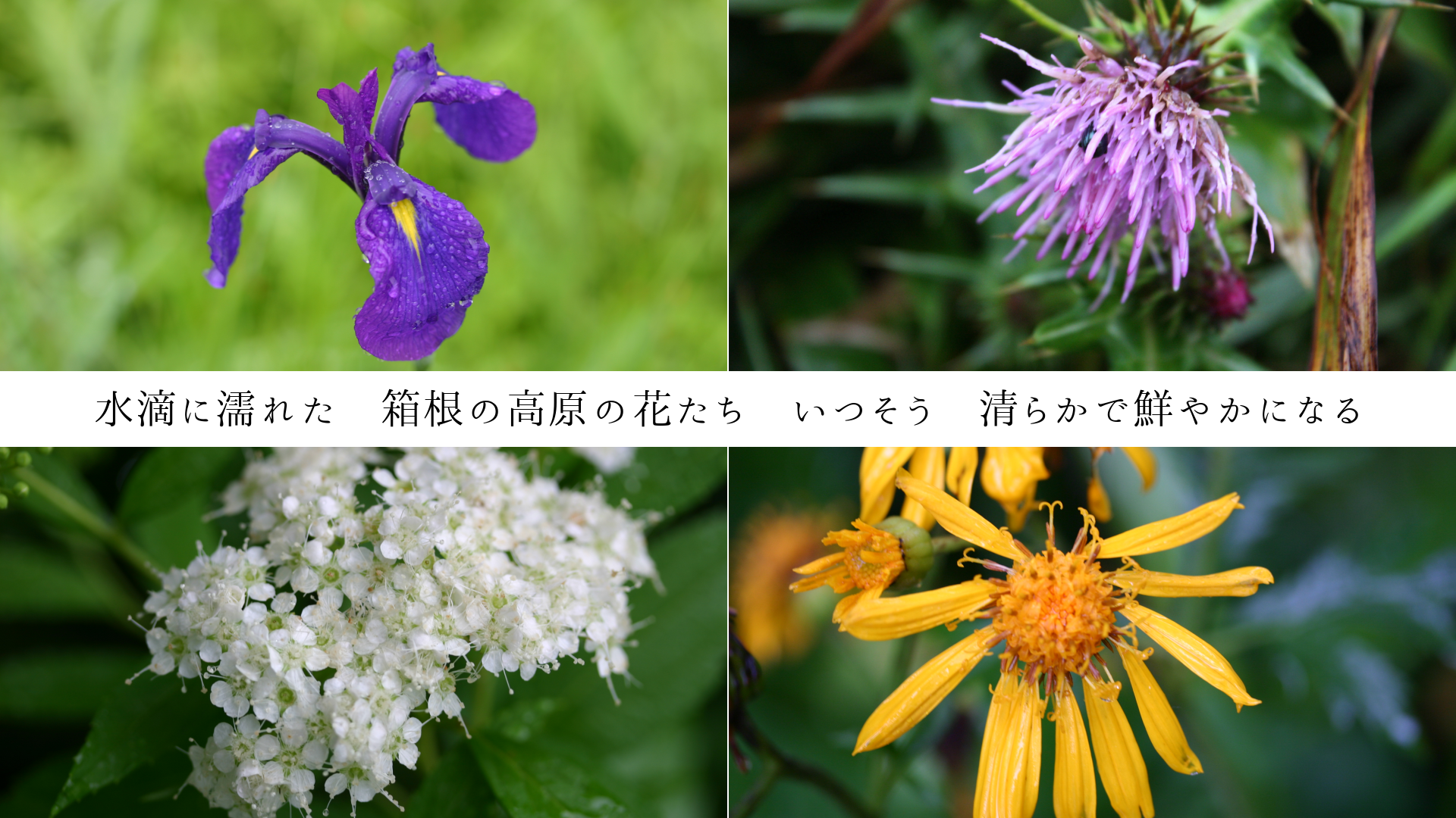 ��ũ��Ǩ�줿��Ȣ���ι⸶�β֤��������Ĥ��������餫�����䤫�ˤʤ�