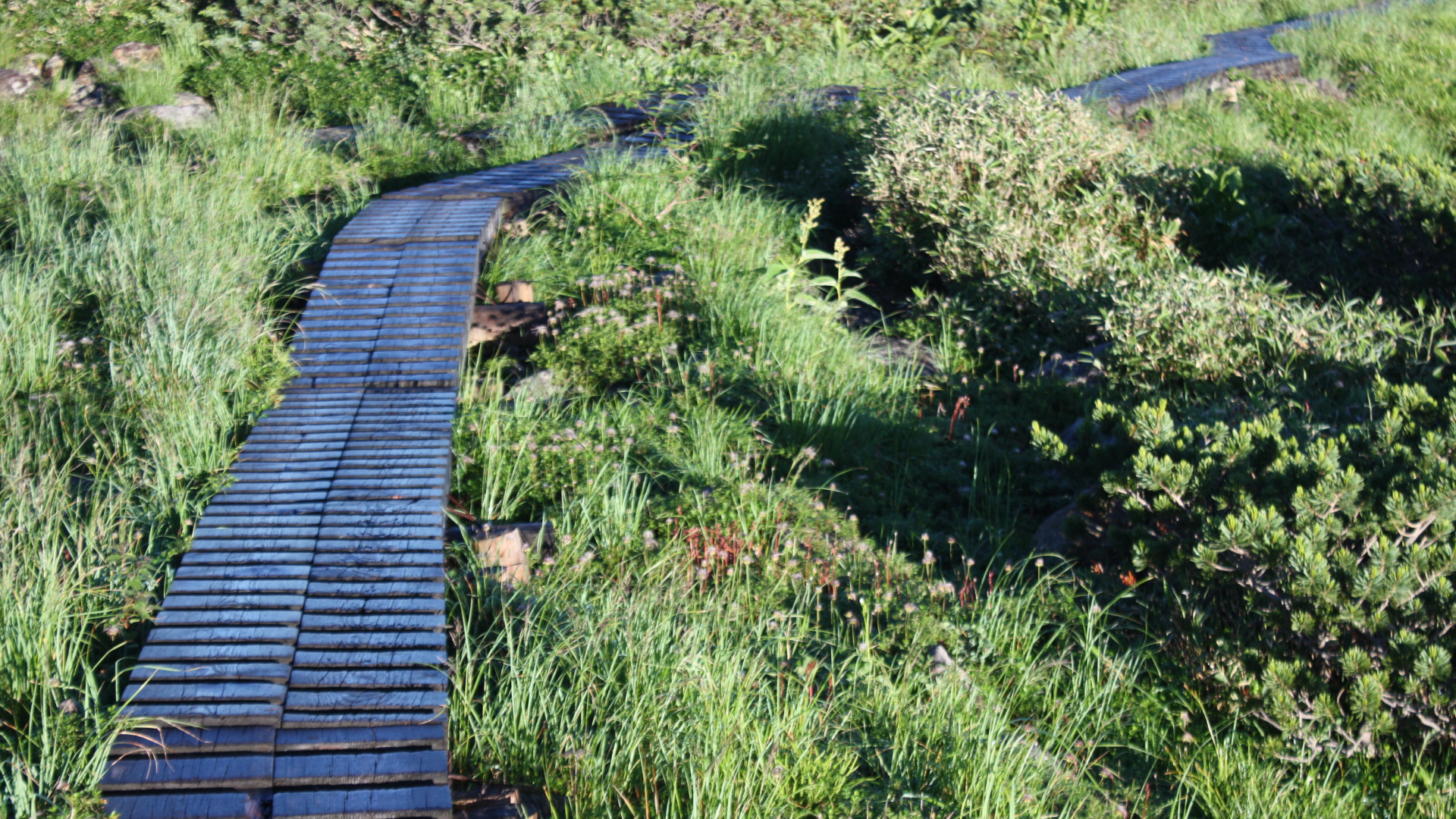 各地の湿原での木道と野花たち 歩みが緩くなり 気持ちが晴れる