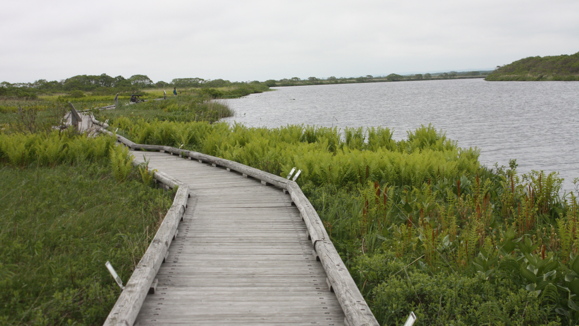 各地の湿原での木道と野花たち 歩みが緩くなり 気持ちが晴れる