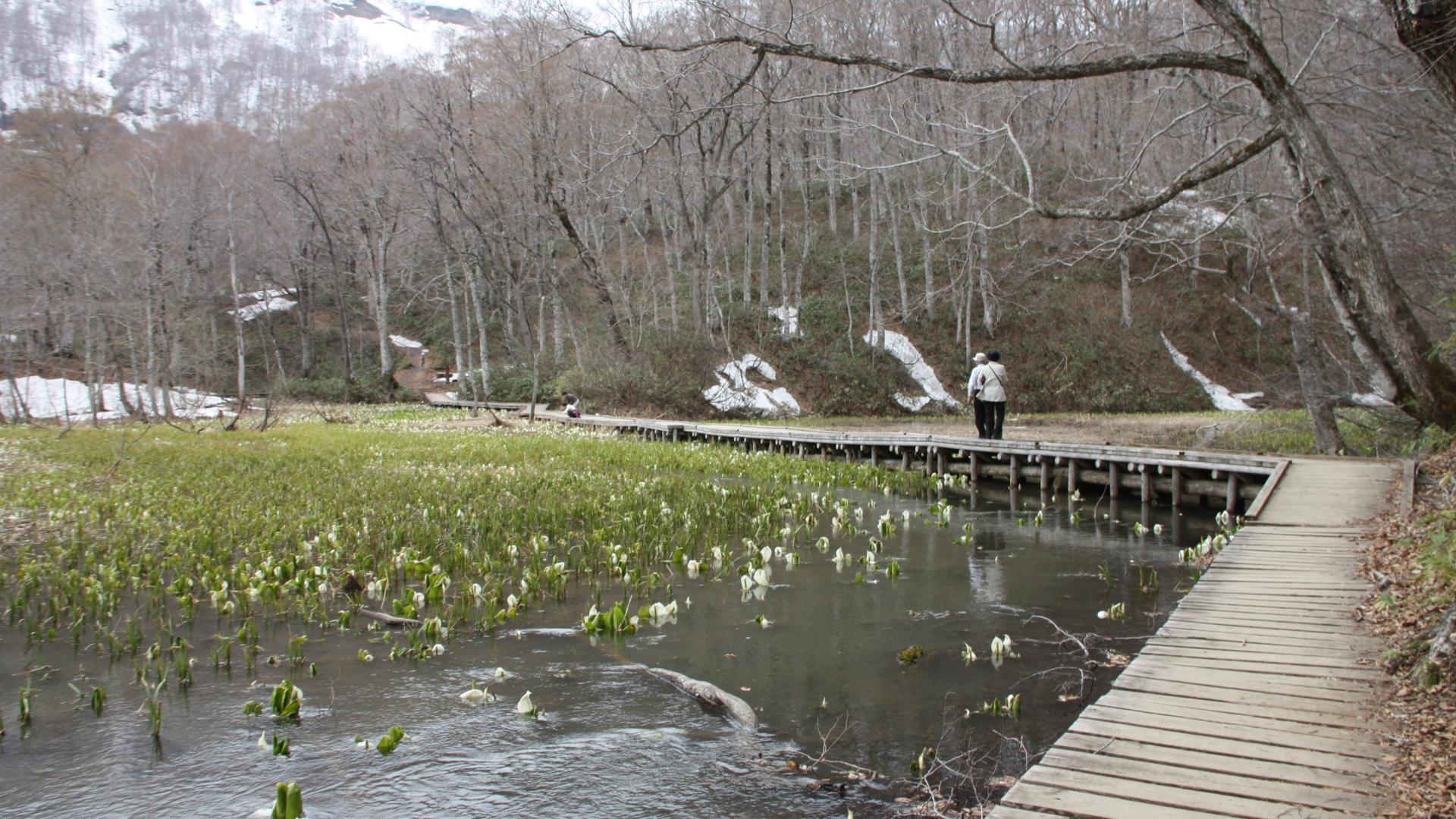 各地の湿原での木道と野花たち 歩みが緩くなり 気持ちが晴れる
