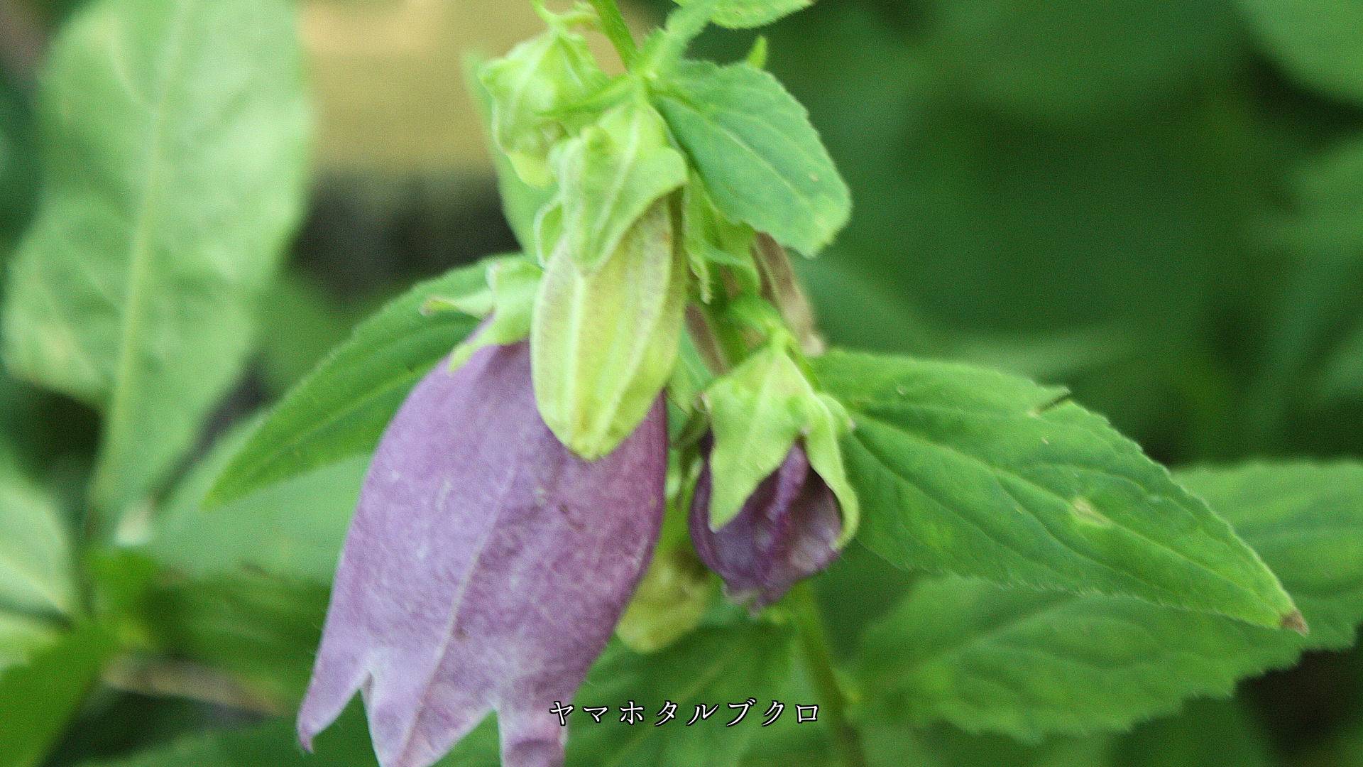 奥ゆかしく、うつむき加減に 咲いている色々な花たち 心が惹かれる