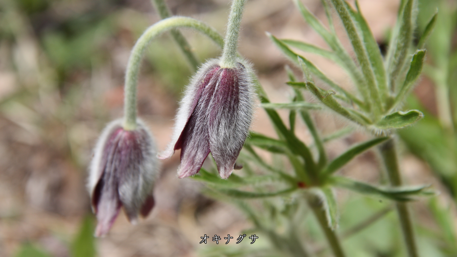 奥ゆかしく、うつむき加減に 咲いている色々な花たち 心が惹かれる