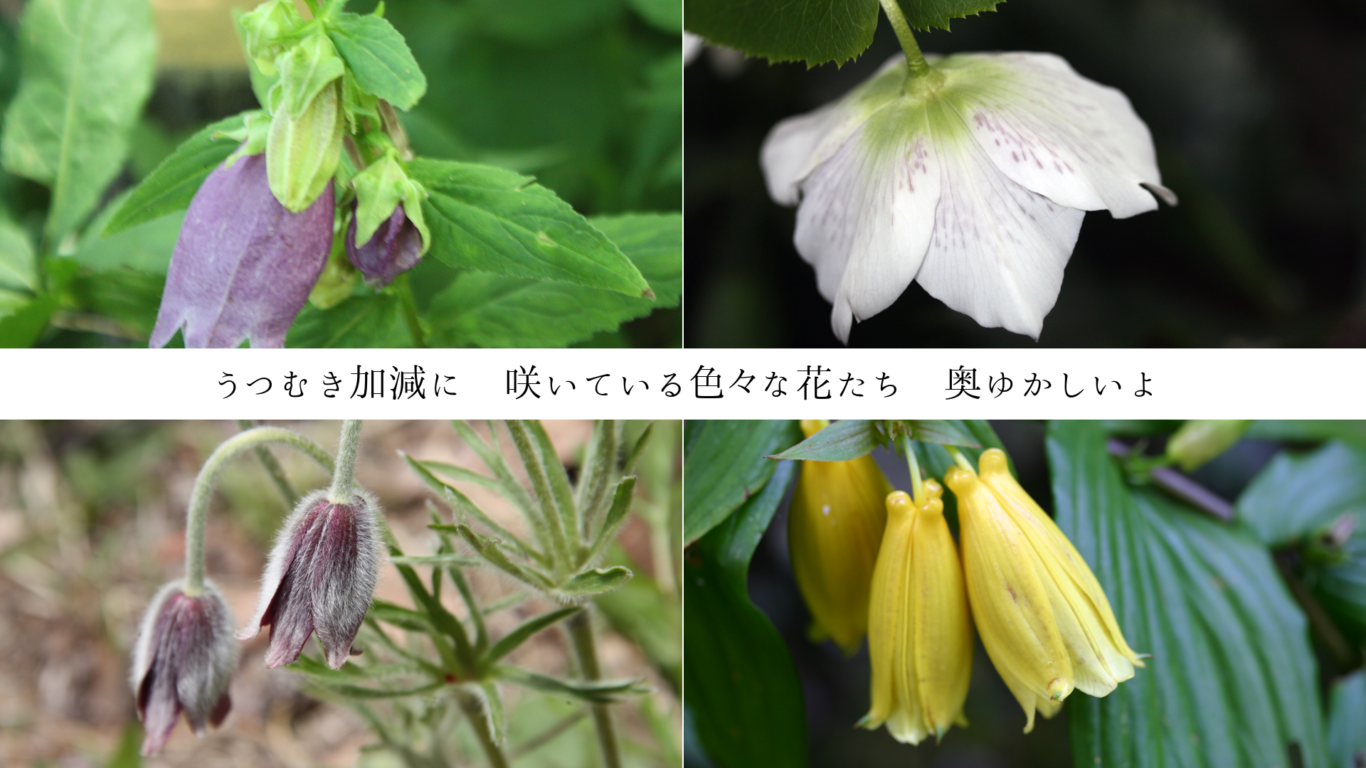 ���椫���������Ĥभ�ø��ˡ��餤�Ƥ��뿧���ʲ֤����������椫���
