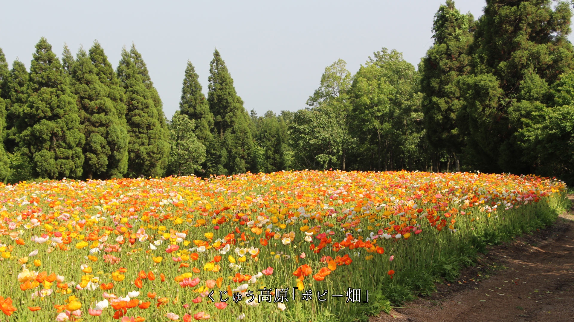 旅先で出会った 高原や湿原の山川草木 それぞれ想い出を支える