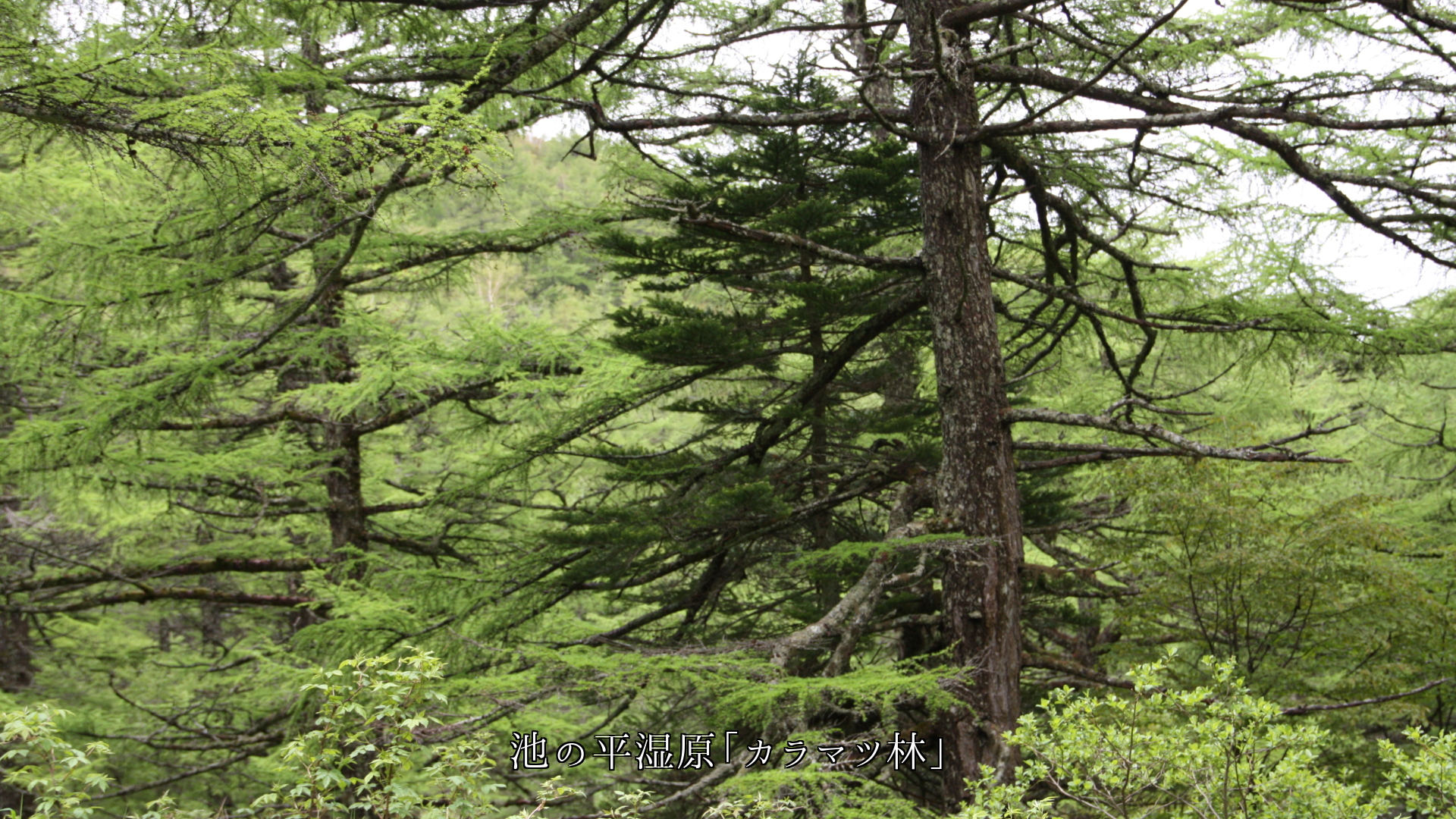 旅先で出会った 高原や湿原の山川草木 それぞれ想い出を支える