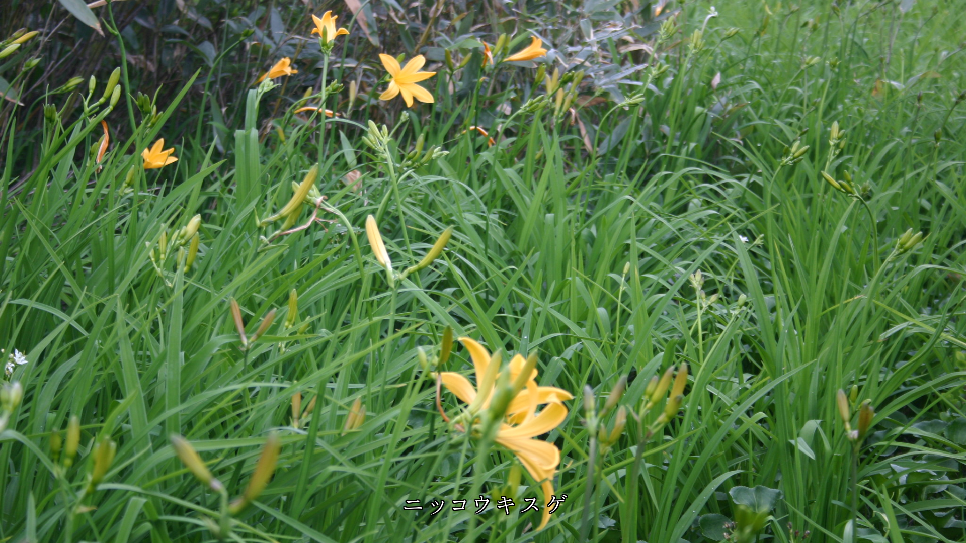 明るさとエネルギーを示す黄色 その色を持っ花たち 人生にも寄り添う