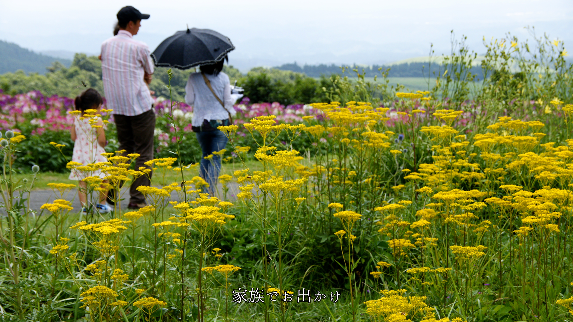 明るさとエネルギーを示す黄色 その色を持っ花たち 人生にも寄り添う