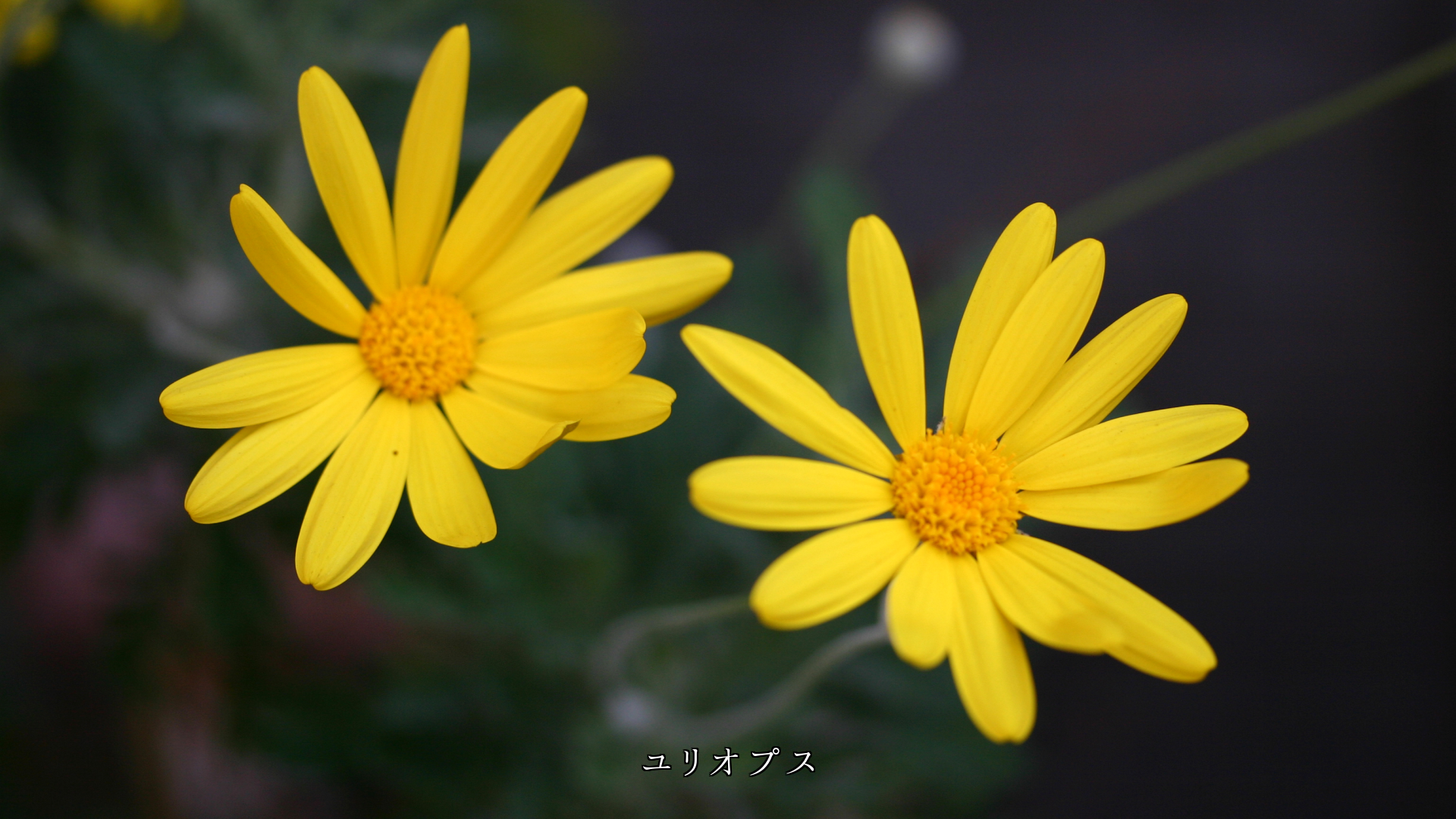 �ߤδ�����Ф� �դ�Ƥ֡������β֤�Ĥ����ڲ֤�������˾��Ϣ������