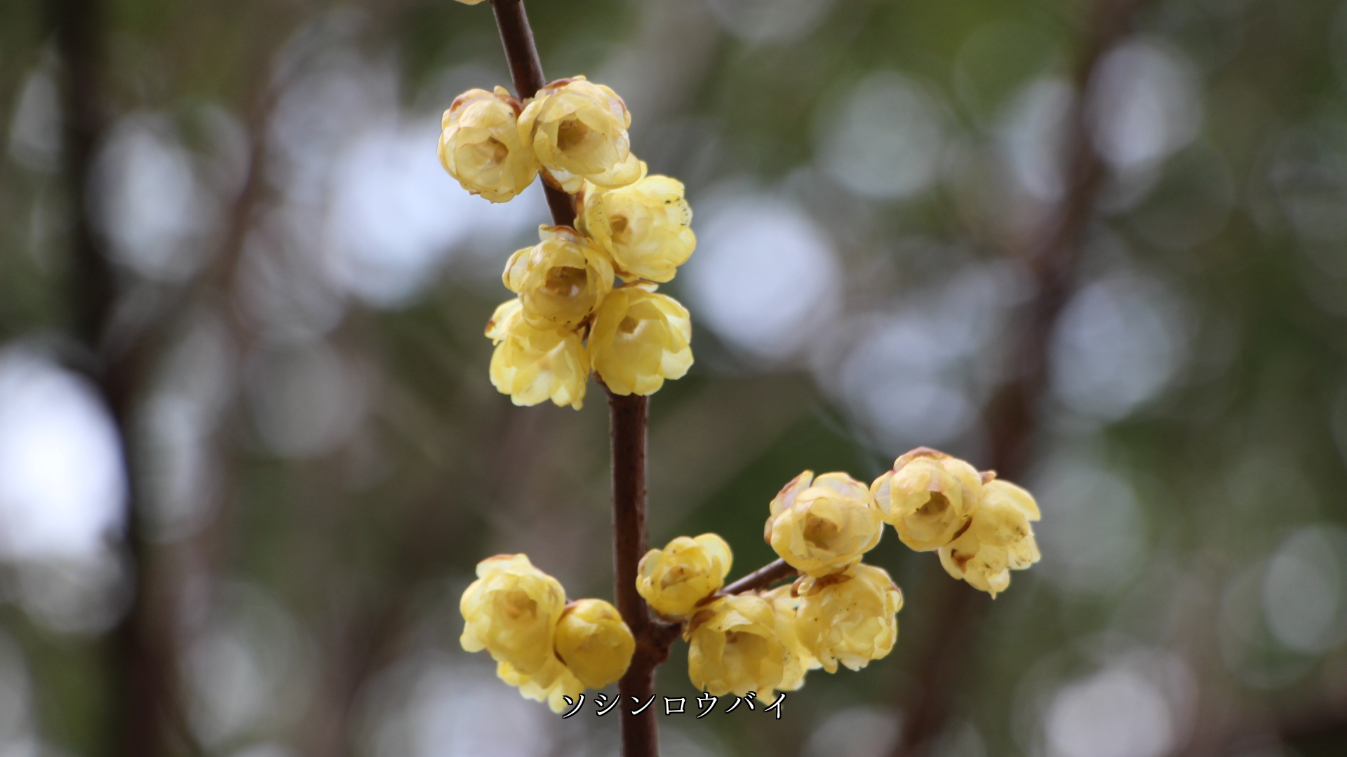 �ߤδ�����Ф� �դ�Ƥ֡������β֤�Ĥ����ڲ֤�������˾��Ϣ������