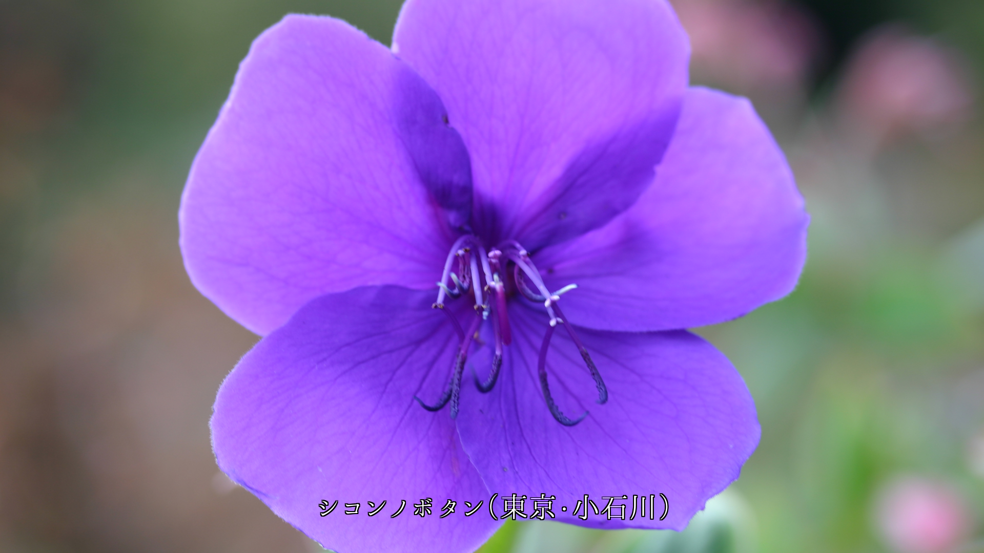 ���ʤ�����ͤ��줯�ȡ����Ф��֤����Ļ翧����β֤������餭³���Ƥ�