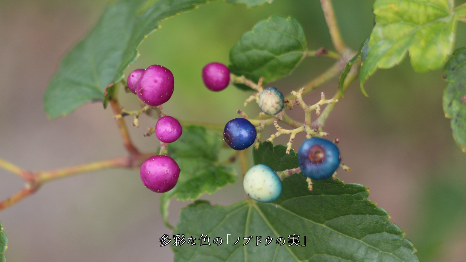 宝石や耳飾りのような実たち 眼を楽しませてくれて ありがとう