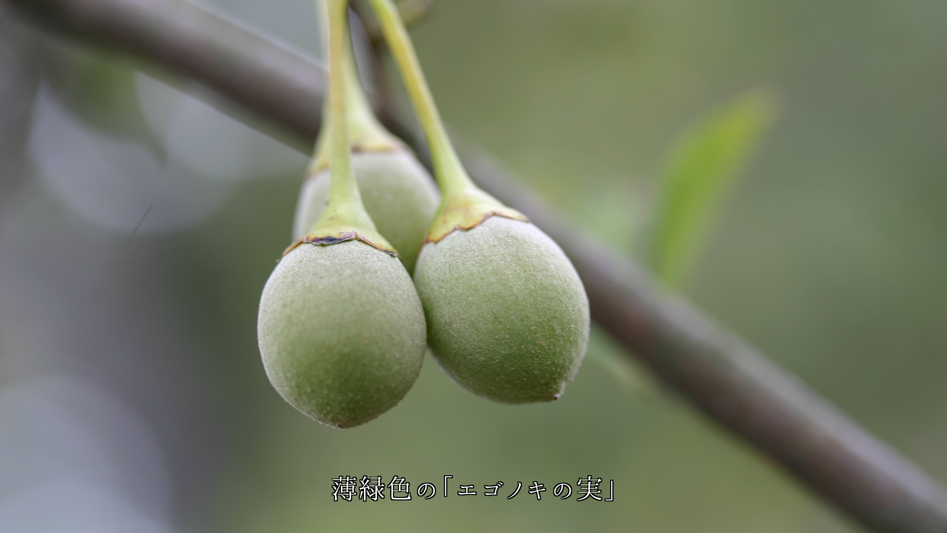 宝石や耳飾りのような実たち 眼を楽しませてくれて ありがとう