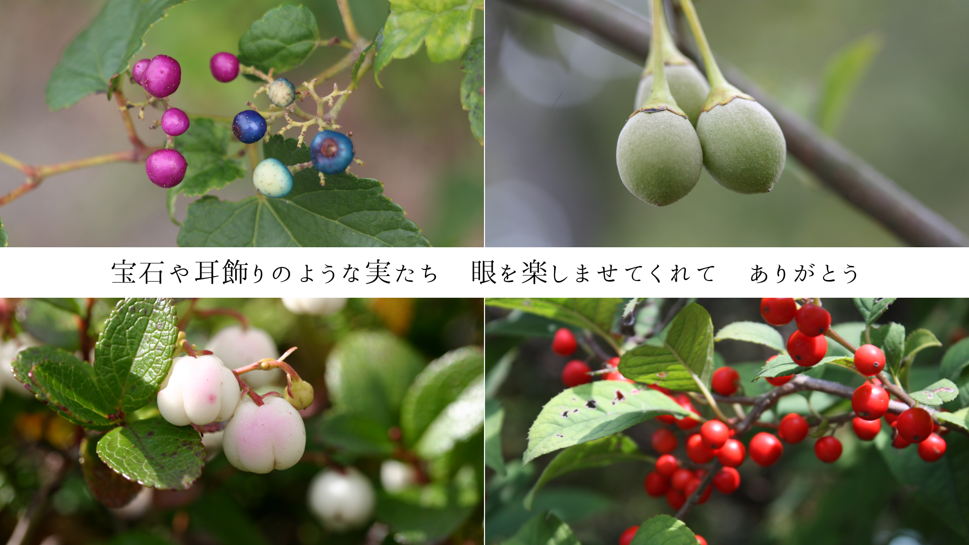 Ф伪Τ褦ʼ¤ڤޤƤơ꤬Ȥ
