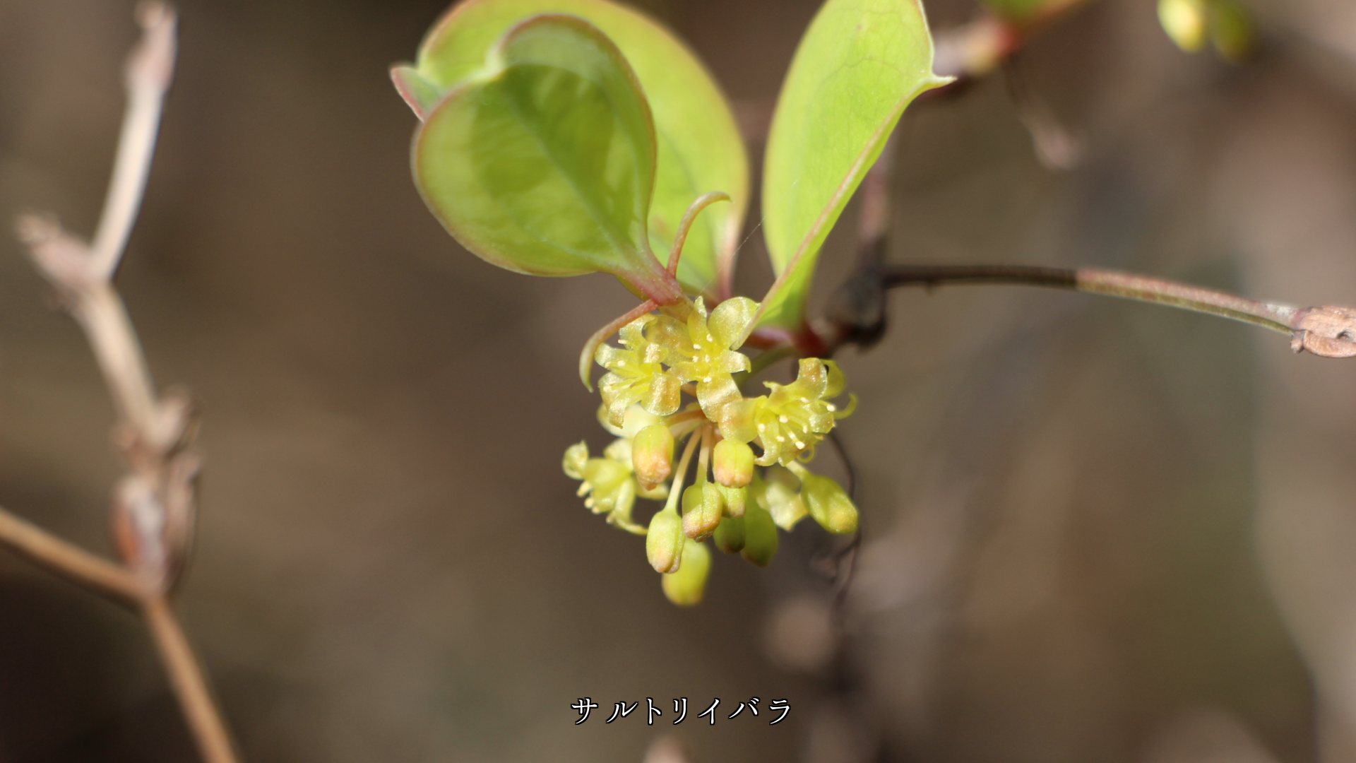 黄色の花をつける木花たち 清らかさと明るさで 若さと希望を運ぶ