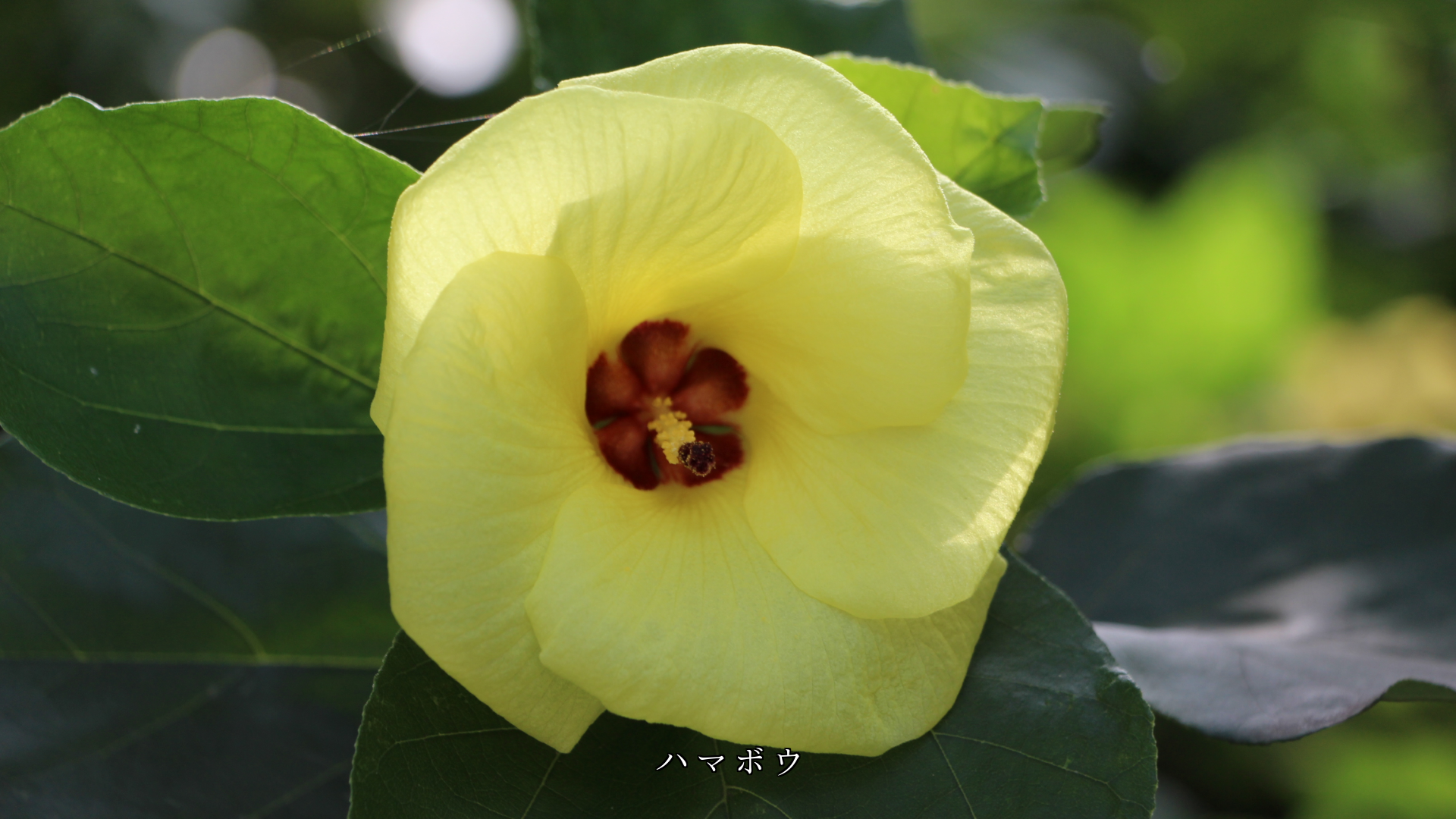 黄色の花をつける木花たち 清らかさと明るさで 若さと希望を運ぶ