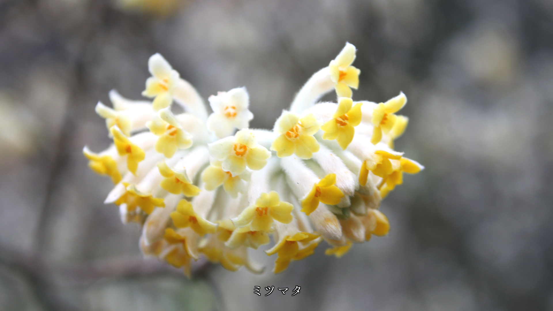 黄色の花をつける木花たち 清らかさと明るさで 若さと希望を運ぶ