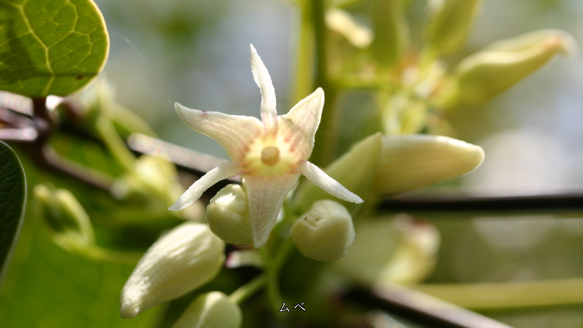 黄色の花をつける木花たち 清らかさと明るさで 若さと希望を運ぶ