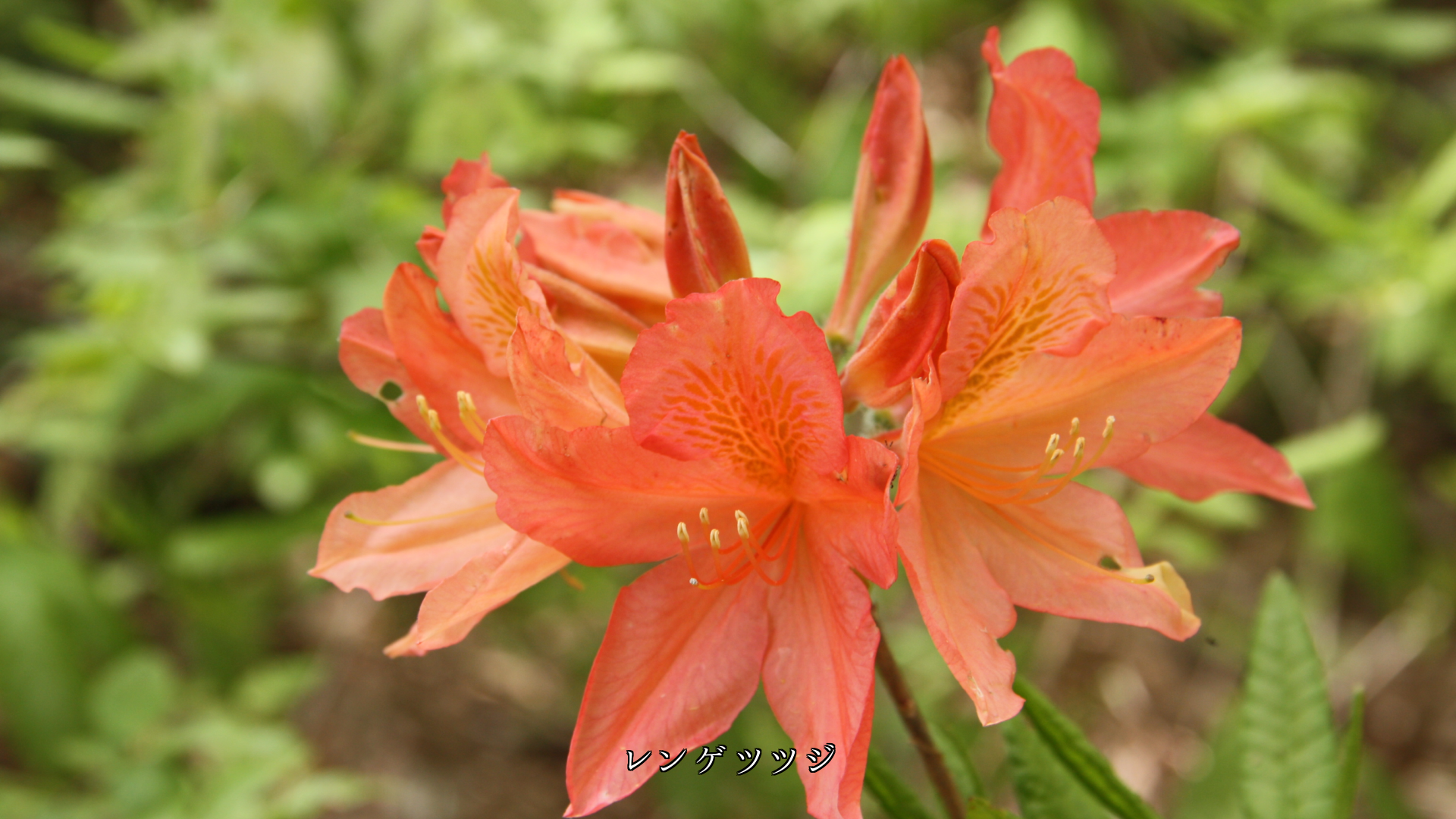 多彩な色をしたツツジたち 個性があって それぞれ美しい