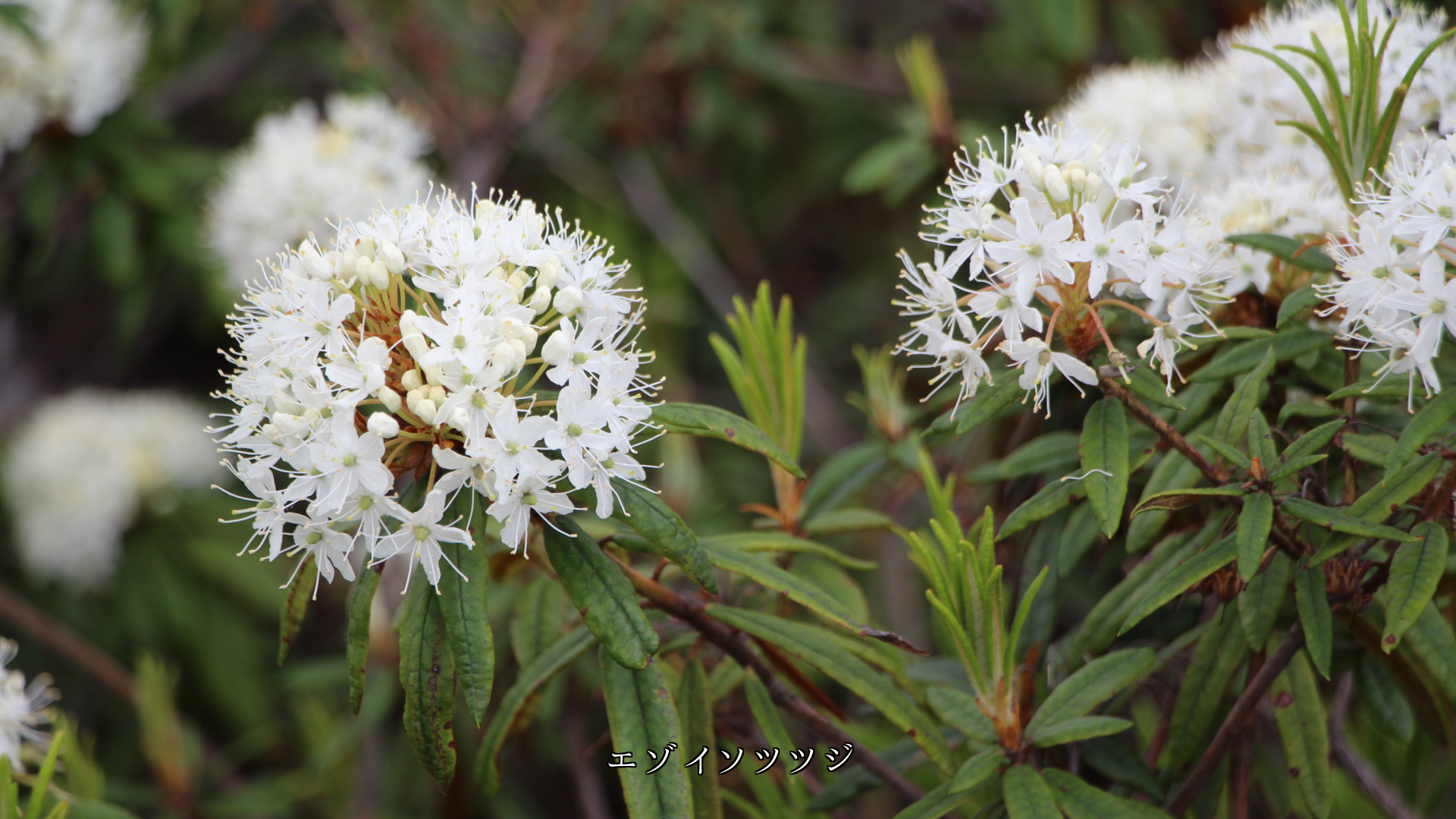 多彩な色をしたツツジたち 個性があって それぞれ美しい