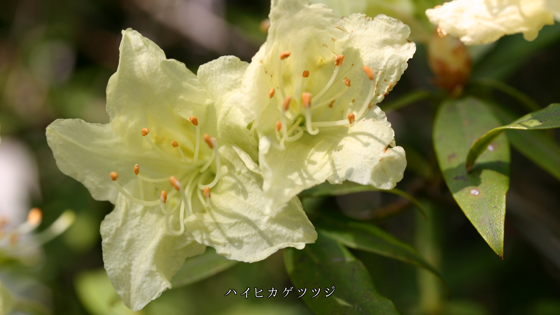 多彩な色をしたツツジたち 個性があって それぞれ美しい