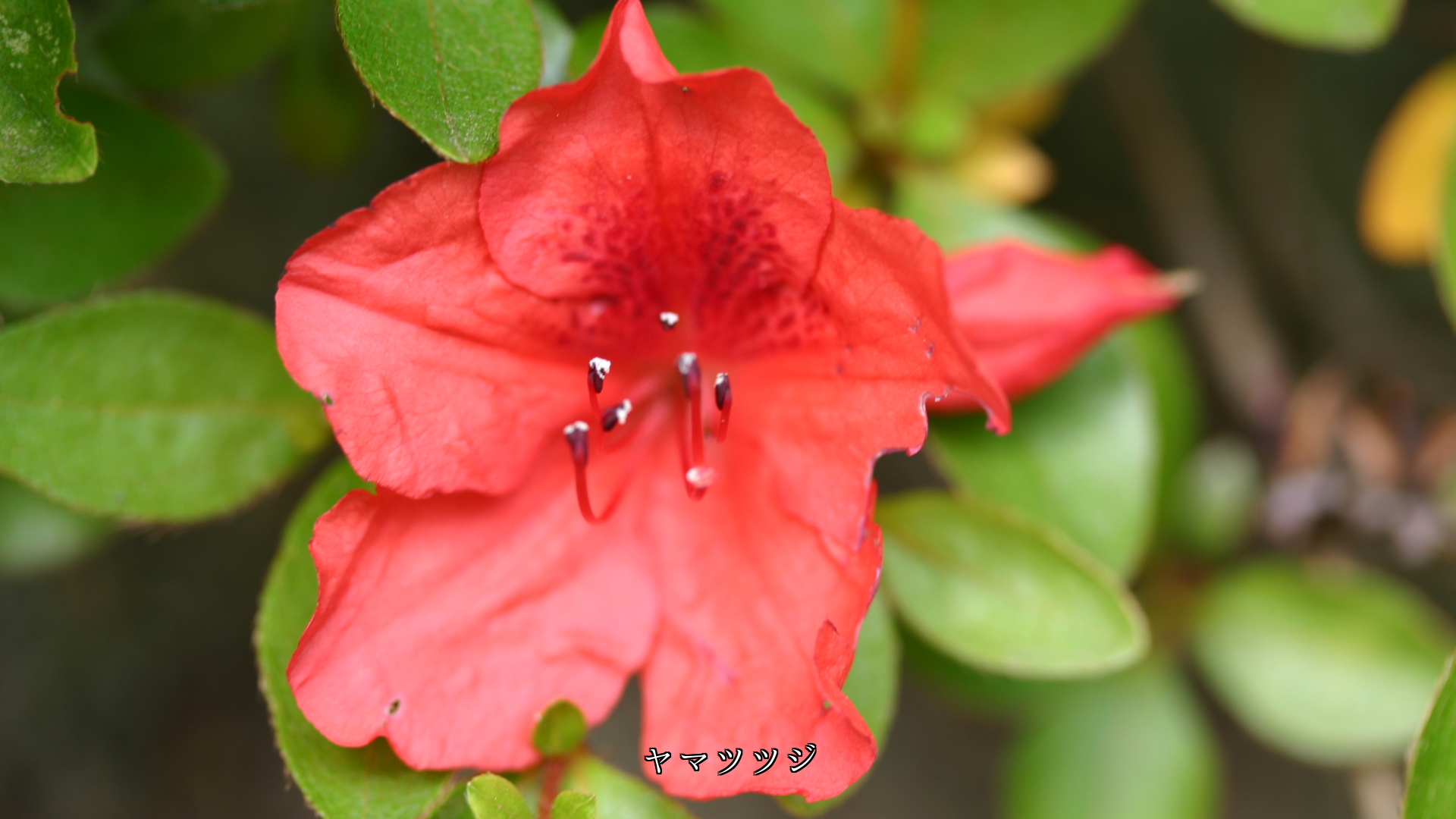 多彩な色をしたツツジたち 個性があって それぞれ美しい