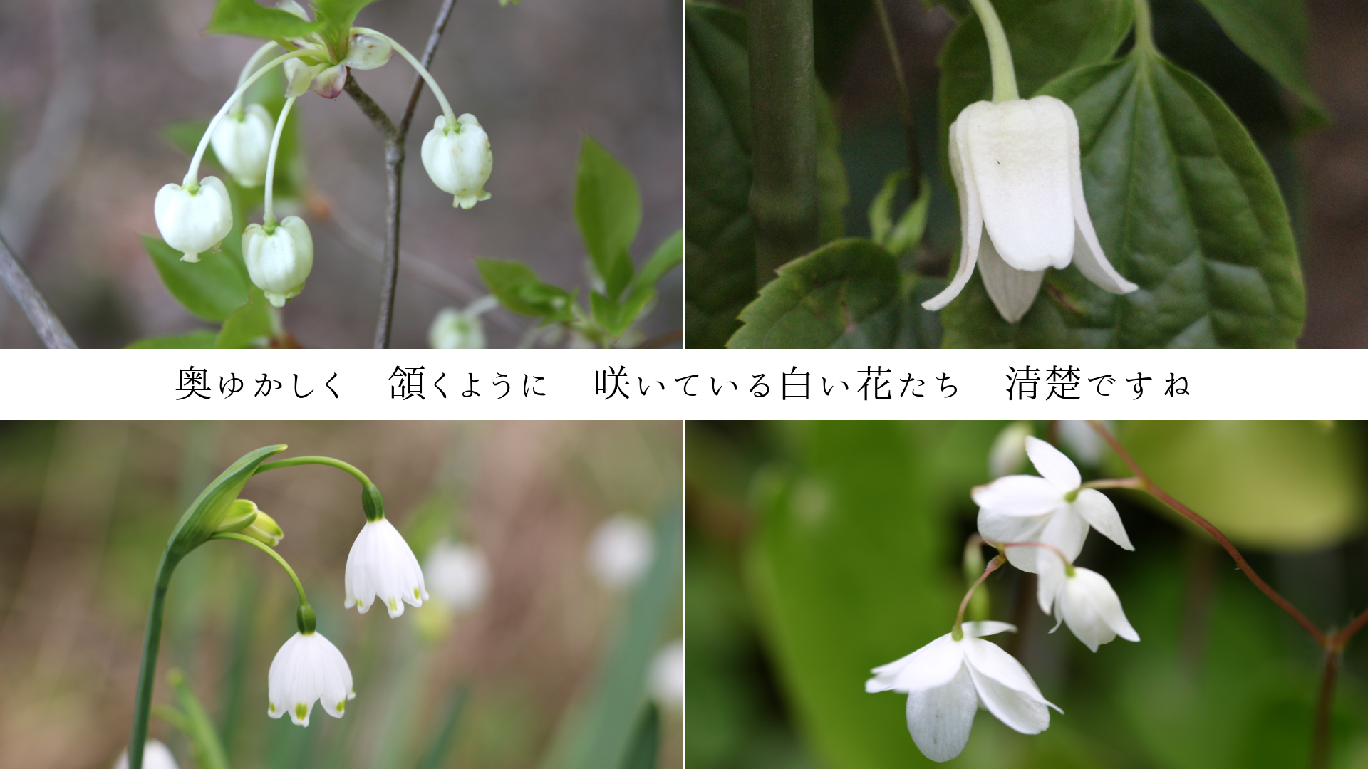 ���椫�����������褦�ˡ��餤�Ƥ����򤤲֤����������Ǥ���
