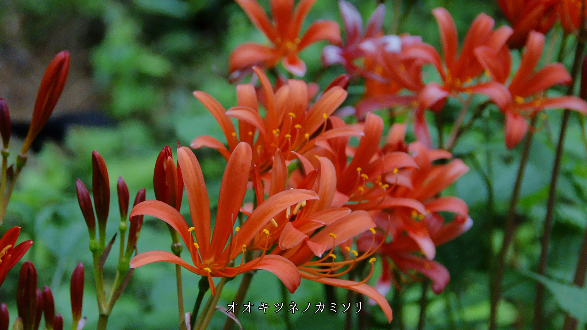 オレンジ色の花を見ると 温かい気持ちが湧いてくる ありがたい