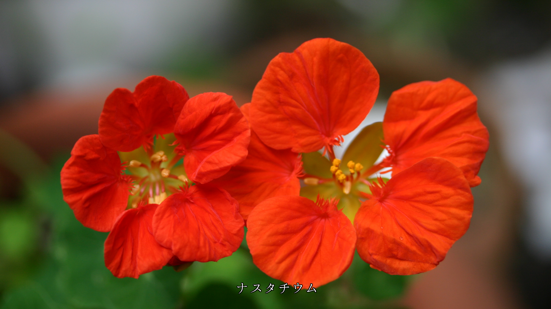 オレンジ色の花を見ると 温かい気持ちが湧いてくる ありがたい