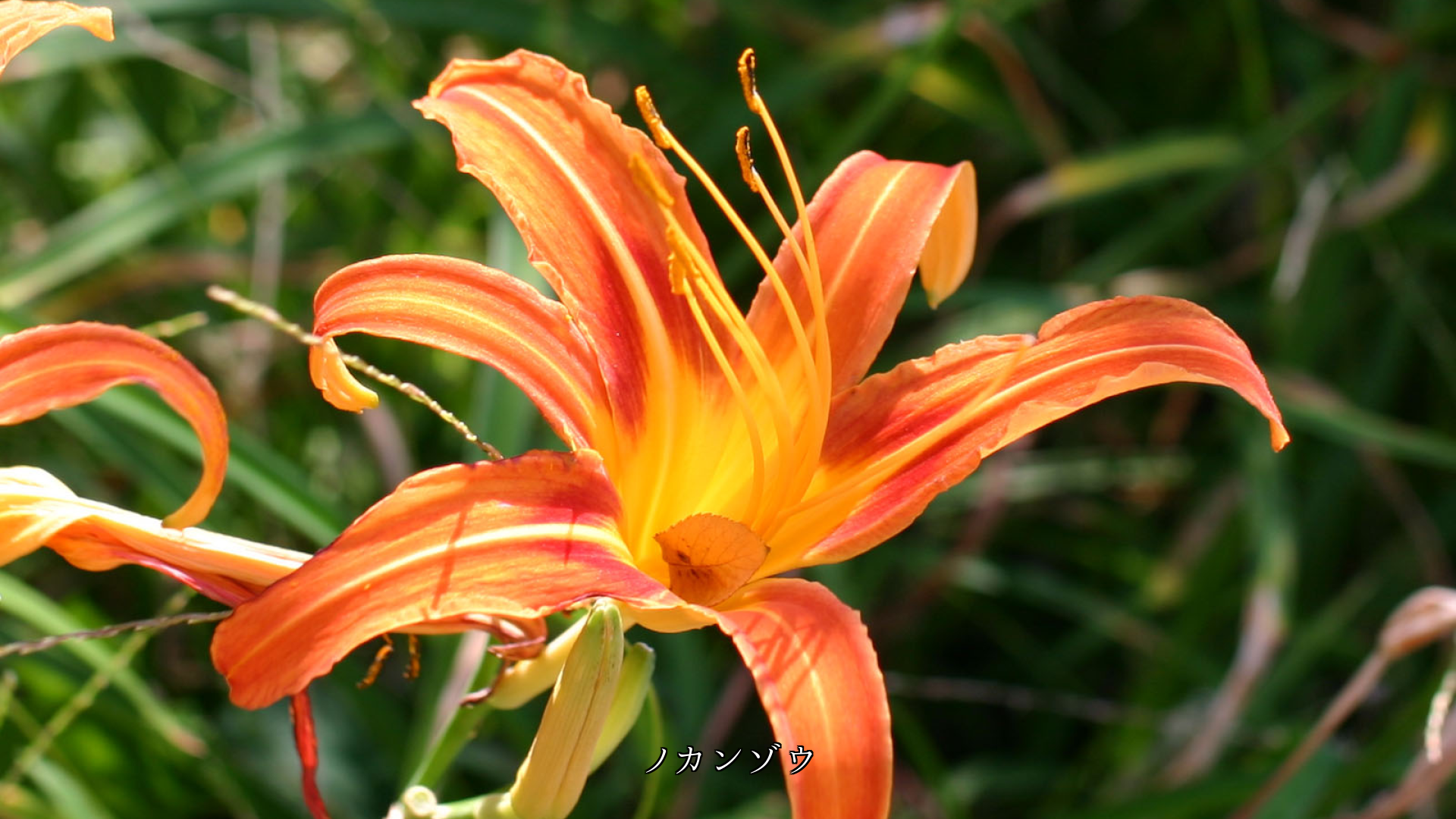 オレンジ色の花を見ると 温かい気持ちが湧いてくる ありがたい