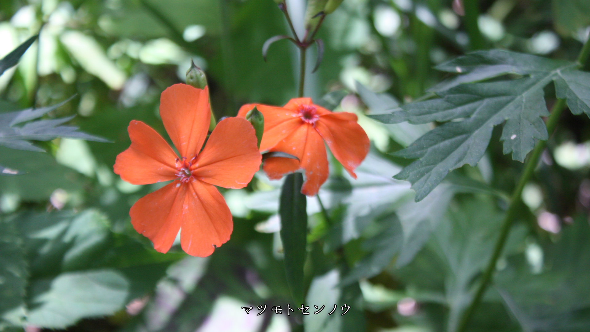 オレンジ色の花を見ると 温かい気持ちが湧いてくる ありがたい