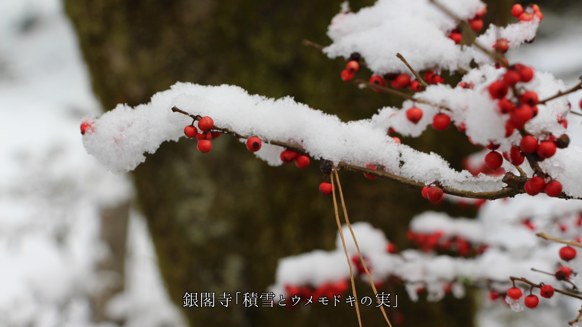 各地での降雪や積雪 それぞれ風情があり 感性を高めてくれる