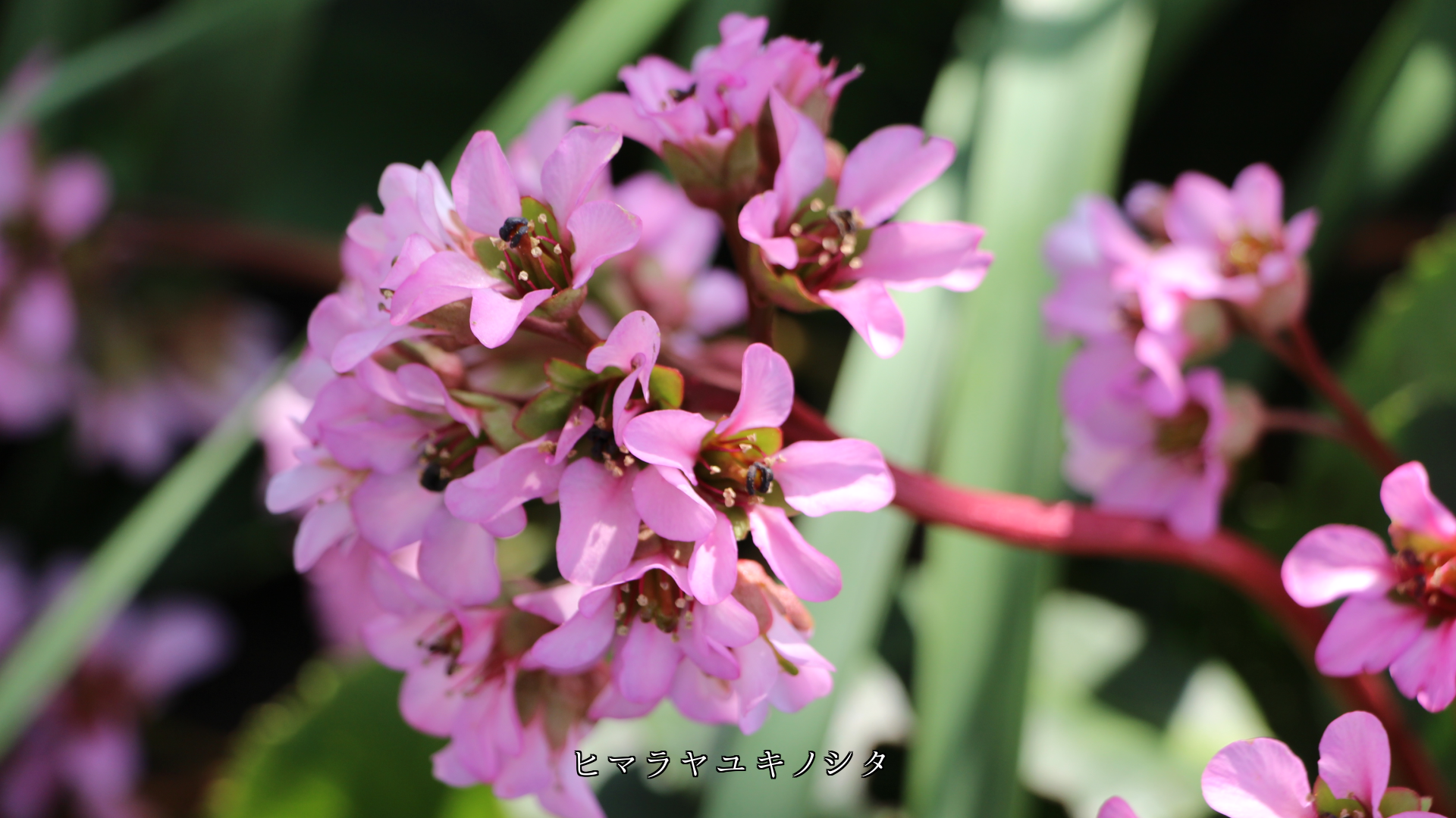 雨滴にしっとりと濡れた 花びらたち 鮮やかで清らかです