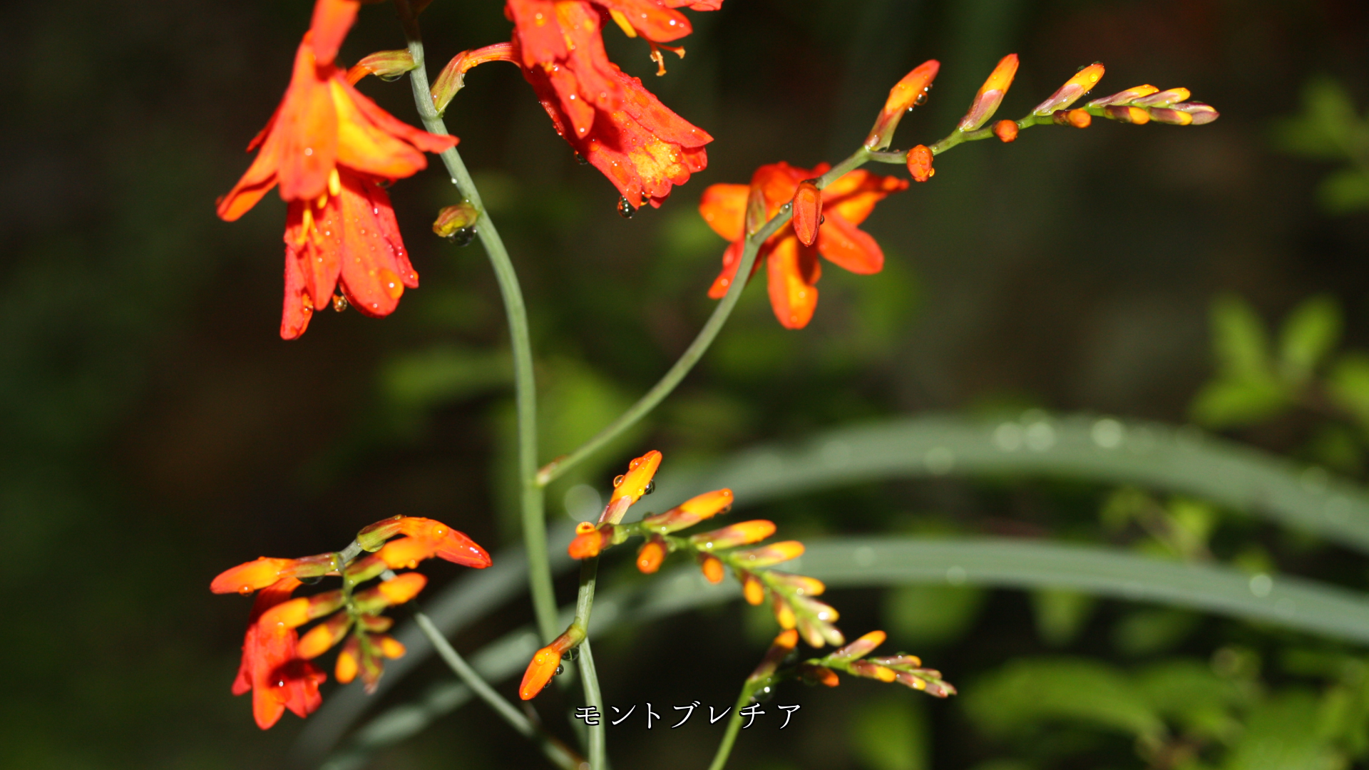 雨滴にしっとりと濡れた 花びらたち 鮮やかで清らかです