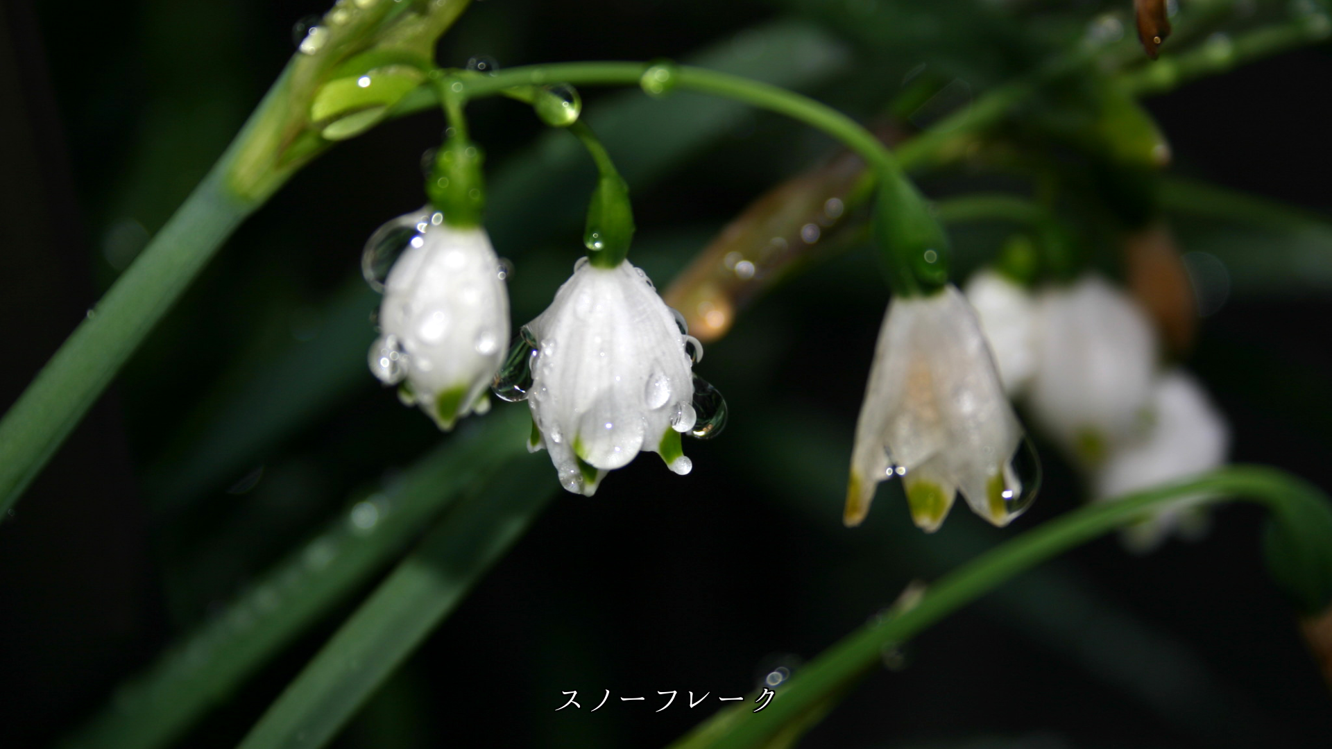 雨滴にしっとりと濡れた 花びらたち 鮮やかで清らかです