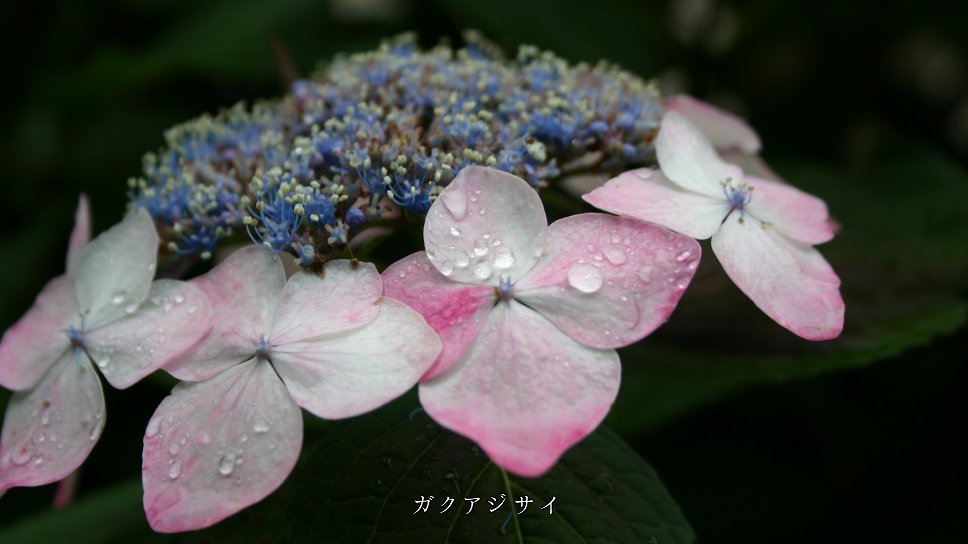 雨滴にしっとりと濡れた 花びらたち 鮮やかで清らかです