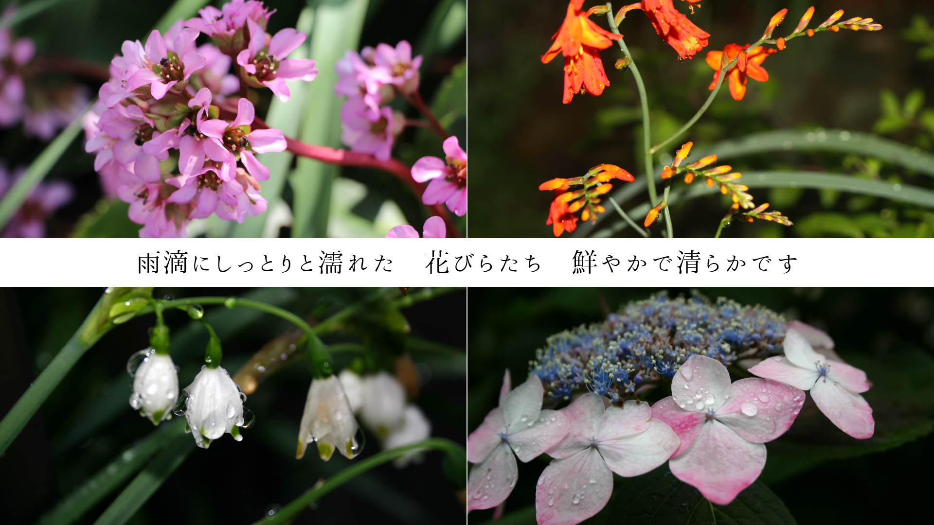 雨滴にしっとりと濡れた 花びらたち 鮮やかで清らかです