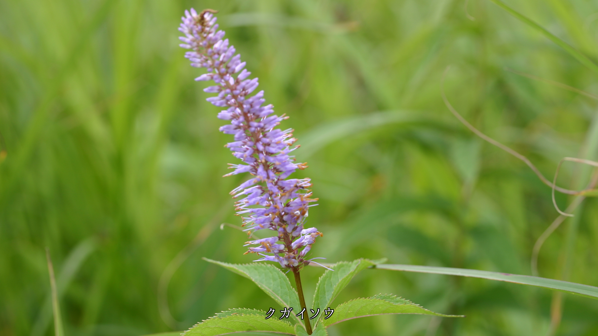 各地の野原で 私達を待っている花たち 優しくて風も心地良い
