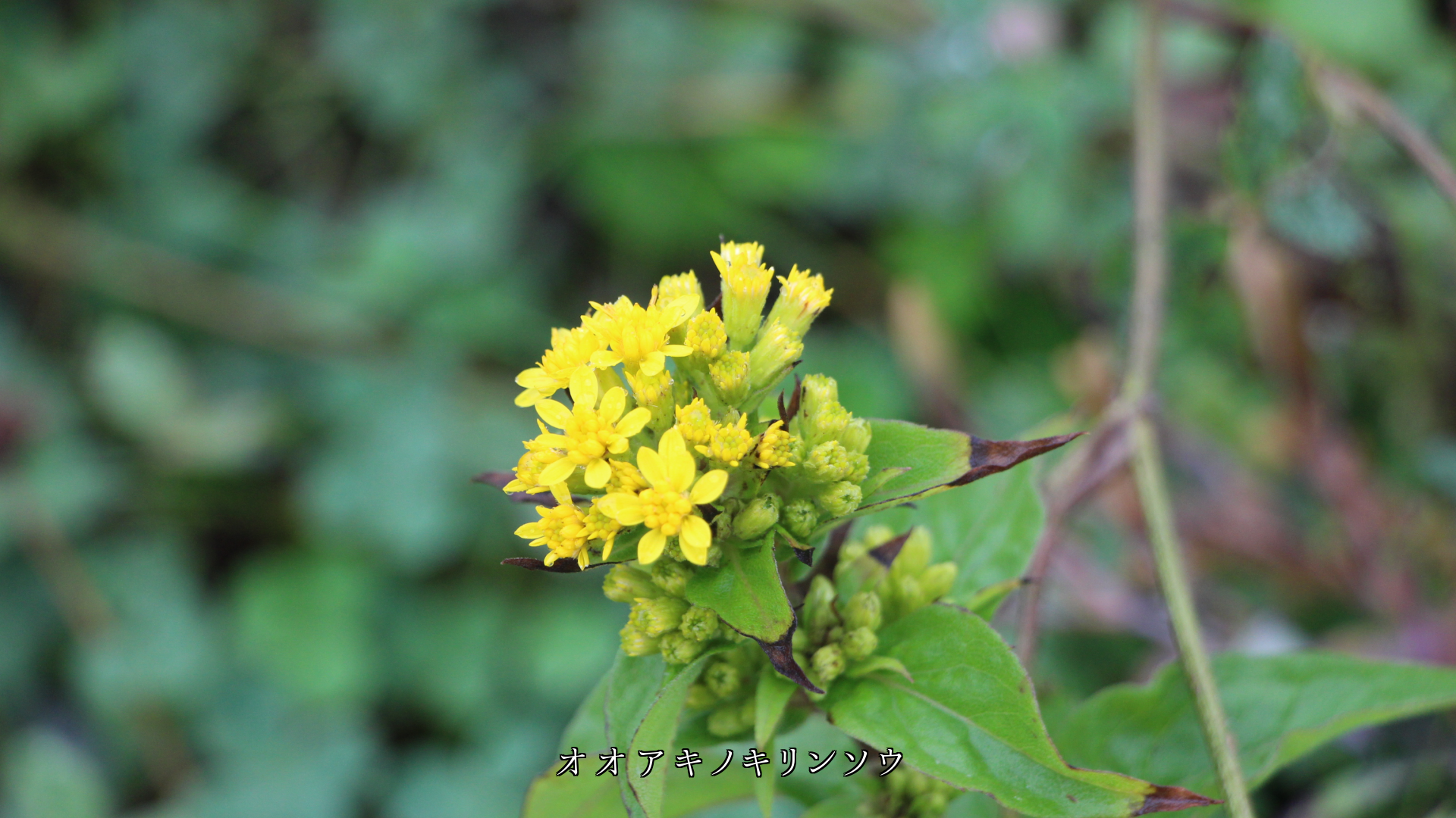 各地の野原で 私達を待っている花たち 優しくて風も心地良い
