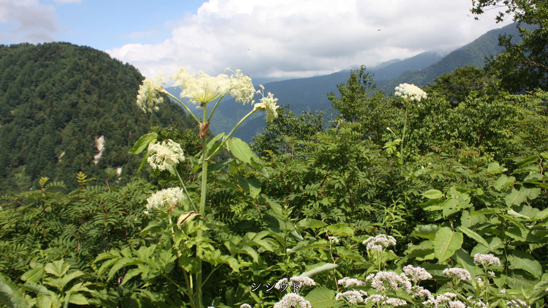 各地の野原で 私達を待っている花たち 優しくて風も心地良い