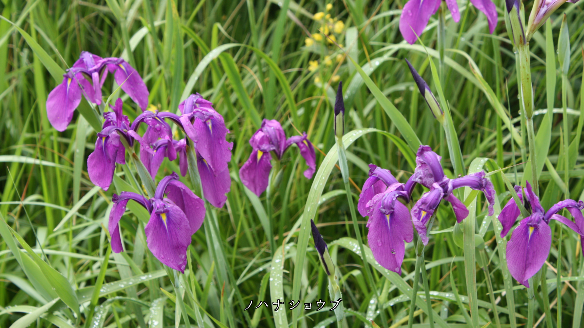 各地の野原で 私達を待っている花たち 優しくて風も心地良い