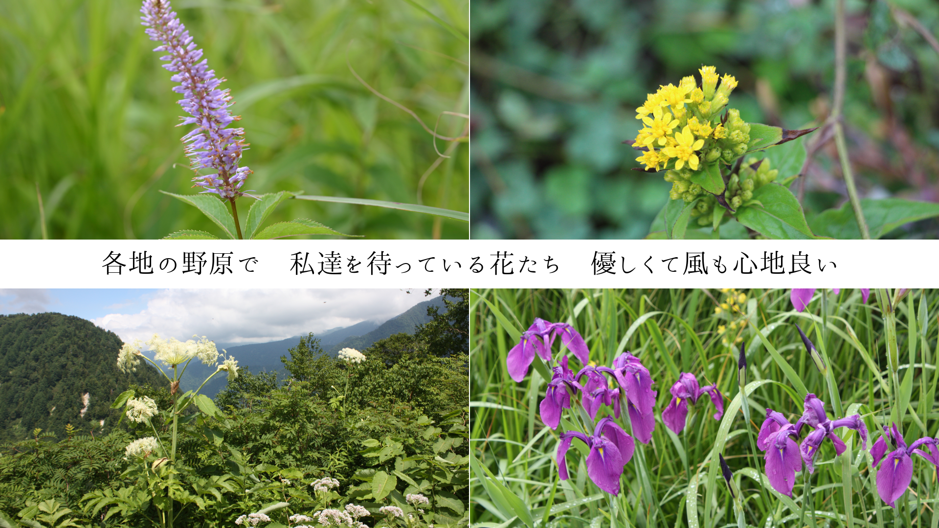 ϤǡãԤäƤ֤ͥ⿴ɤ