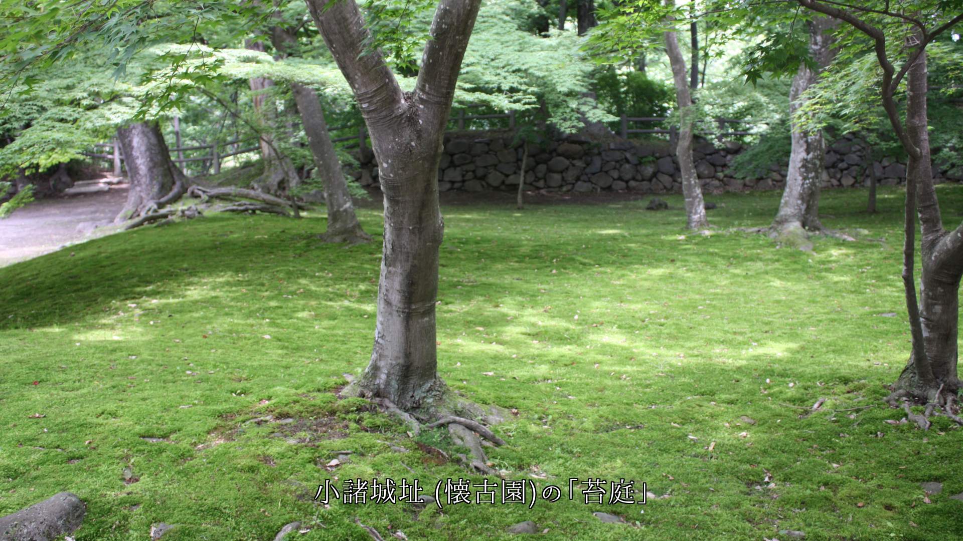 苔、花びら、落花、落葉による色々な絨毯模様 四季に沿って文化も創る