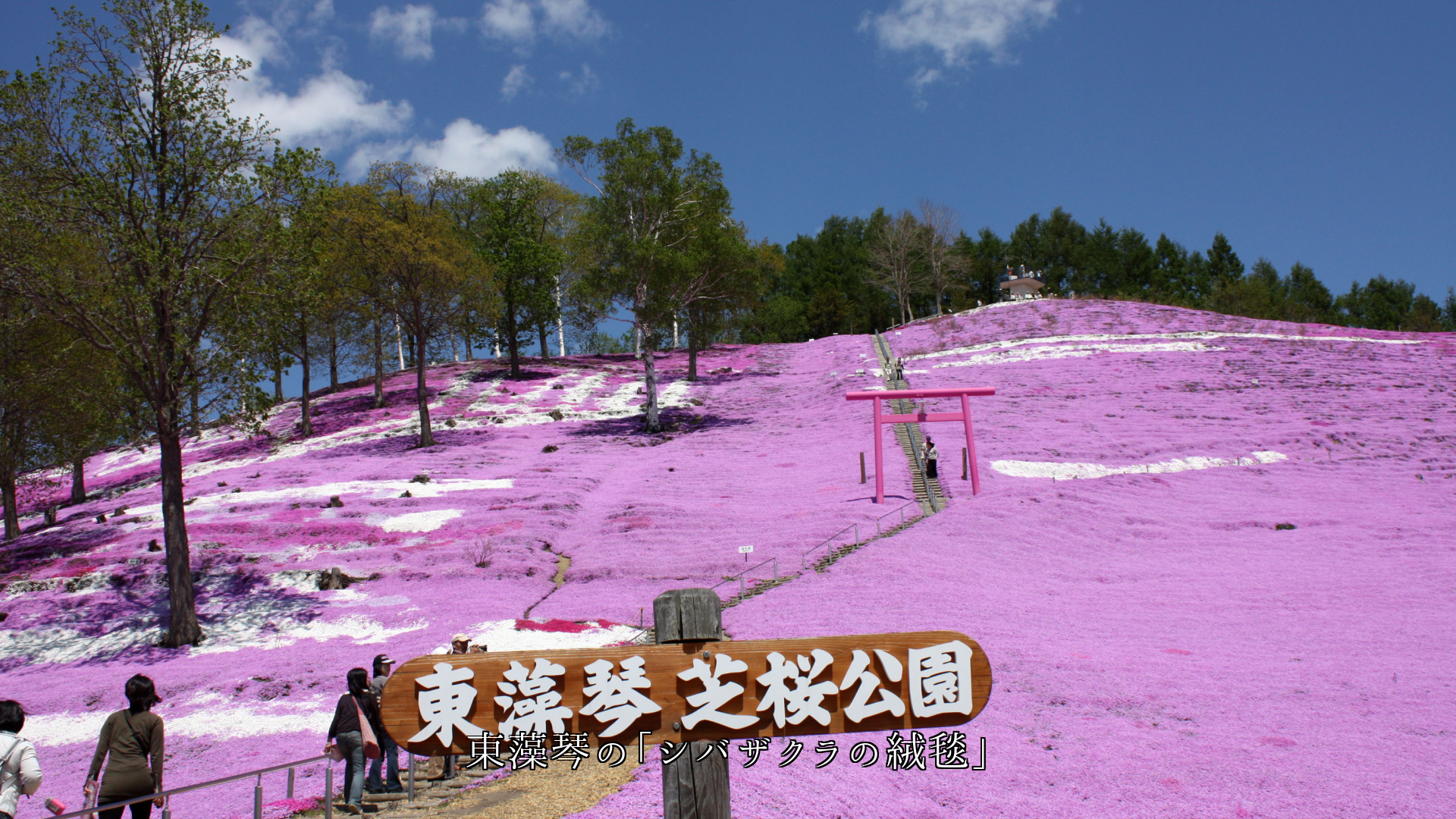 苔、花びら、落花、落葉による色々な絨毯模様 四季に沿って文化も創る