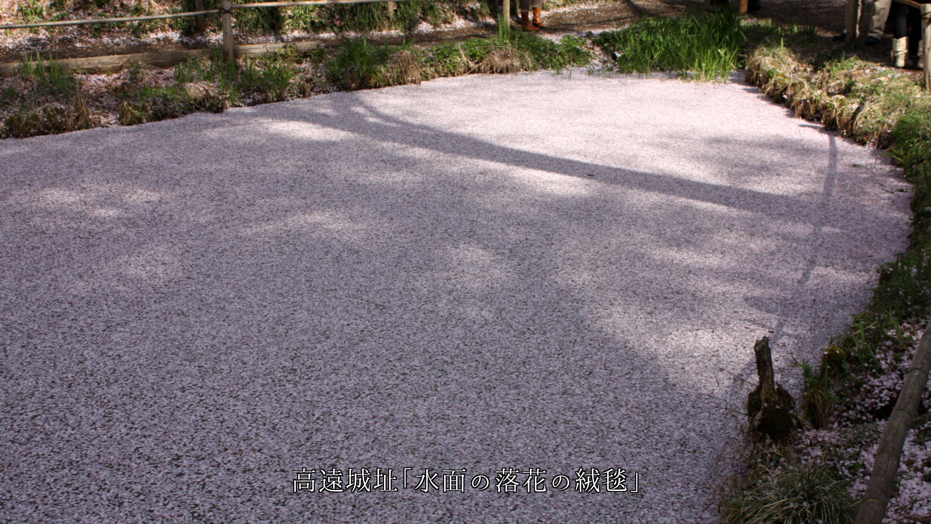 苔、花びら、落花、落葉による色々な絨毯模様 四季に沿って文化も創る